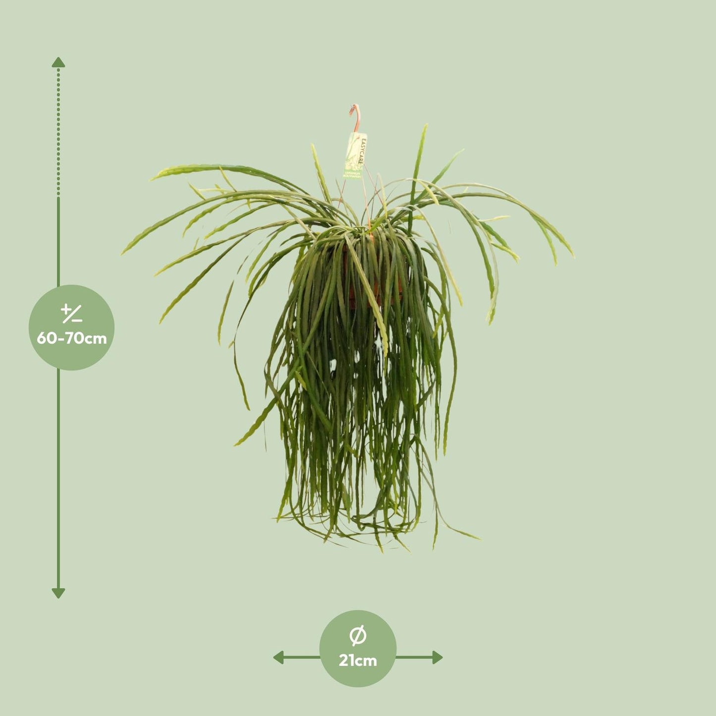 Lepismium Bolivianum - Ø21 ↕70 bei Pflanzfix24