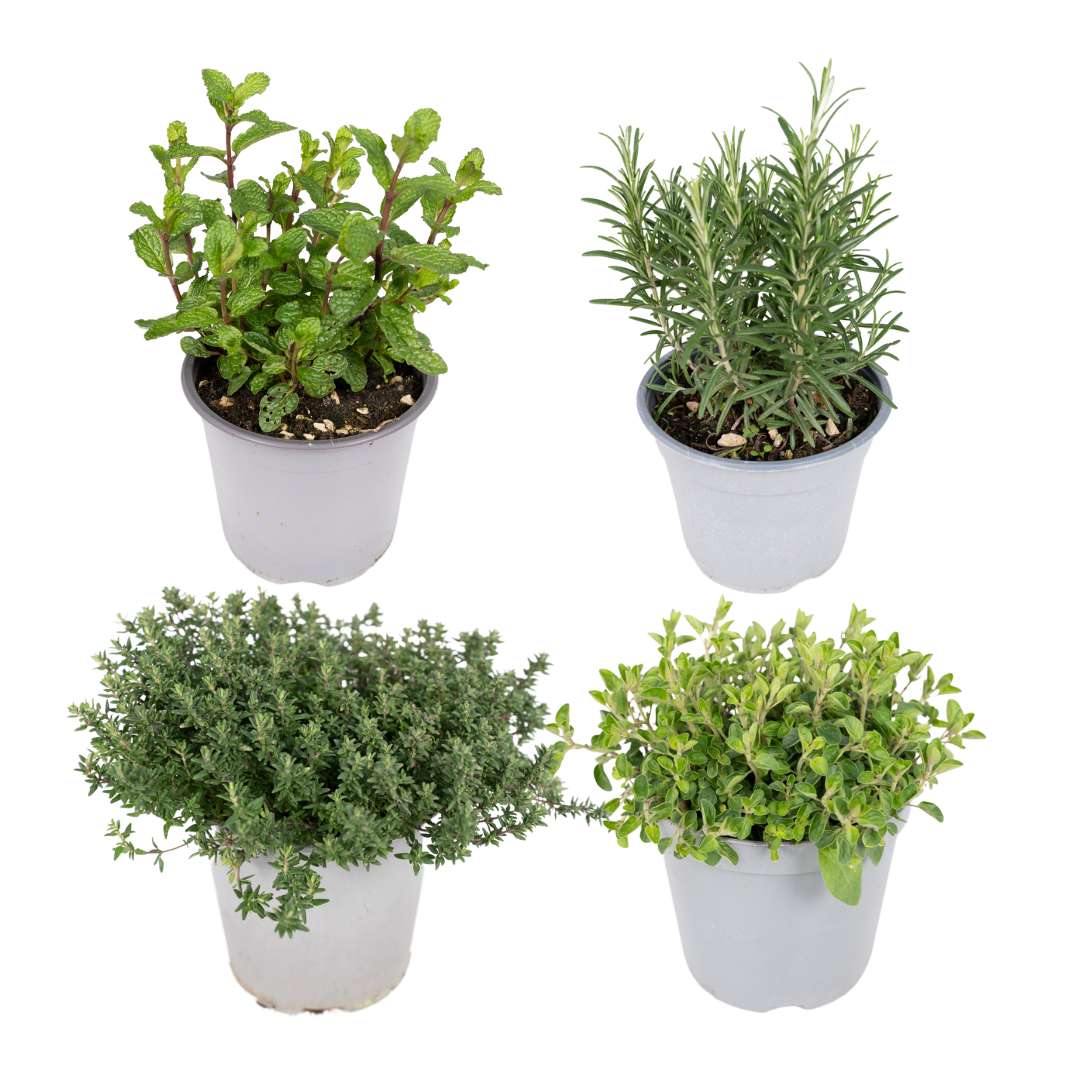 Gartenkräutermischung 4er Set Ø14cm – Frische Kräuter | Pflanzfix24.de - Pflanzfix24.de