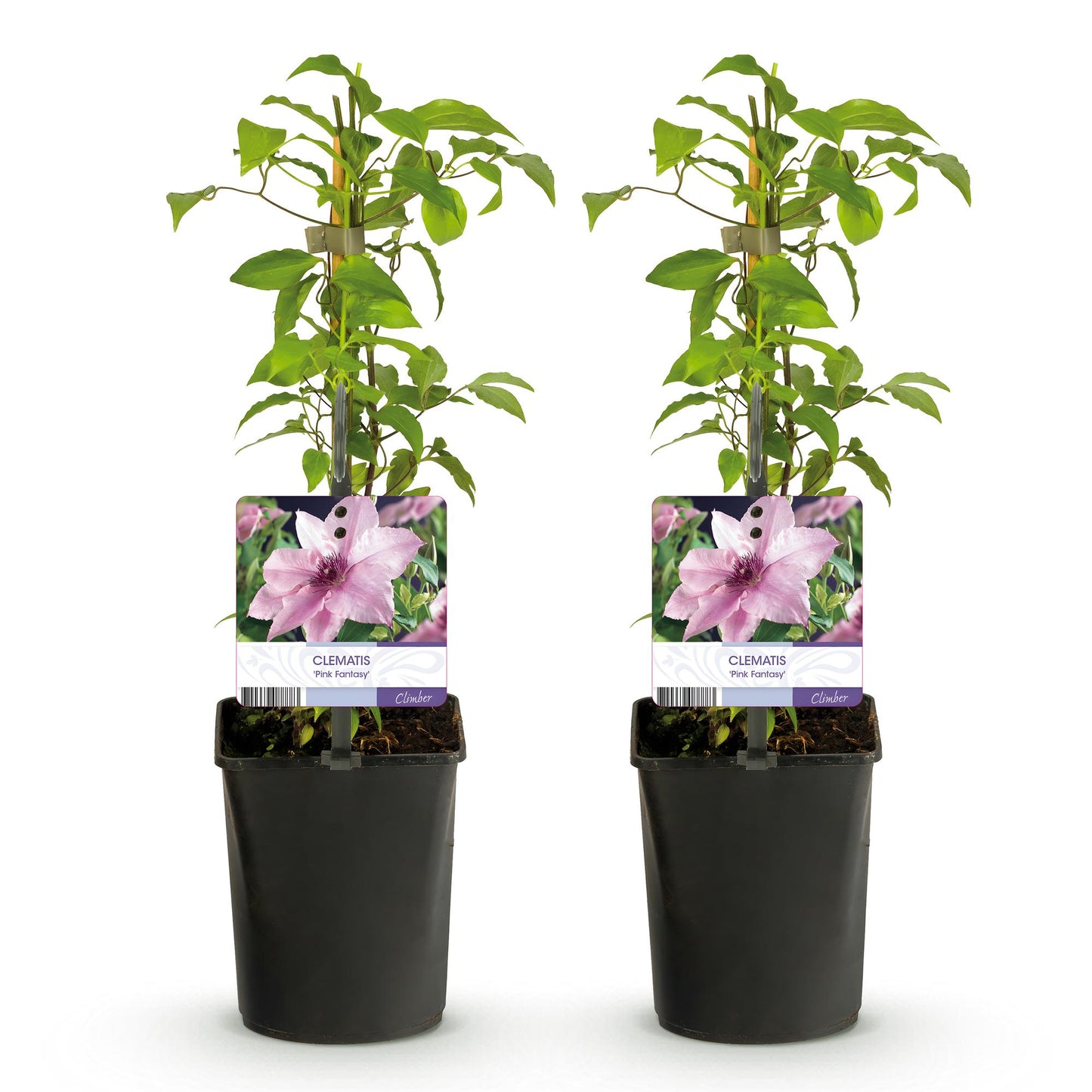 Pflanzfix24.de - Clematis Pink Fantasy - Kletterpflanze - 2 Pflanzen - Pflanzfix24.de