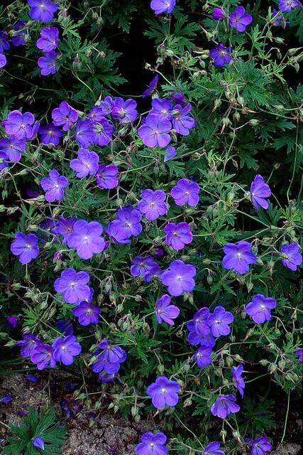 12x Geranium 'Johnson's Blue' - ↕10-25cm - Ø9cm bei Pflanzfix24