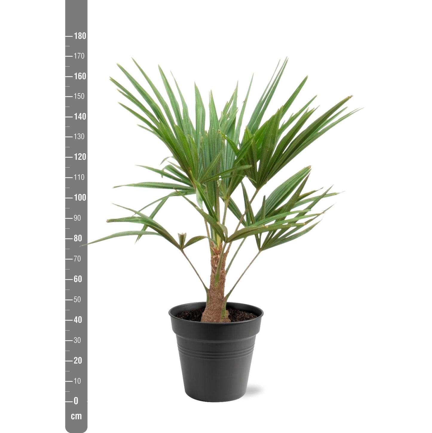 Trachycarpus Fortunei Palme 90-100cm – Exotisch & Robust | Pflanzfix24.de - Pflanzfix24.de