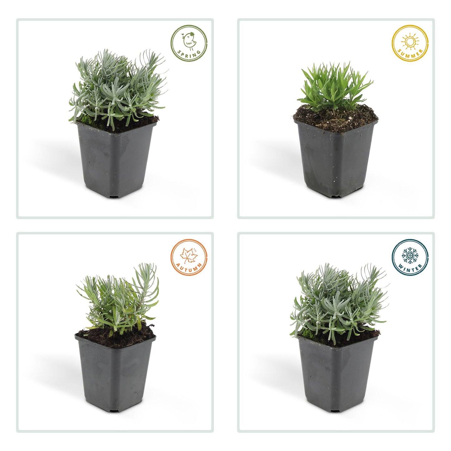 12x Lavandula 'Hidcote' – Blühender Lavendel | Pflanzfix24.de - Pflanzfix24.de