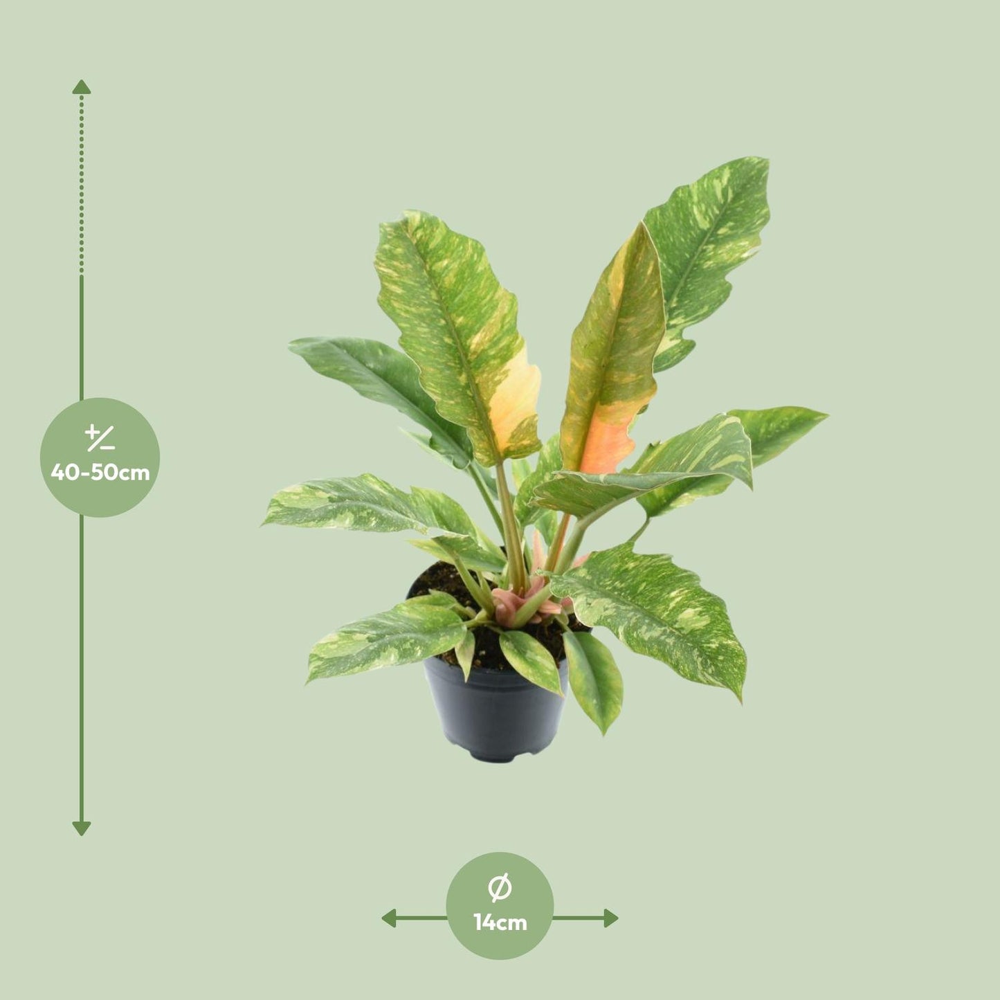 Philodendron Narrow 'Ring Of Fire' P14 - Pflanzfix24