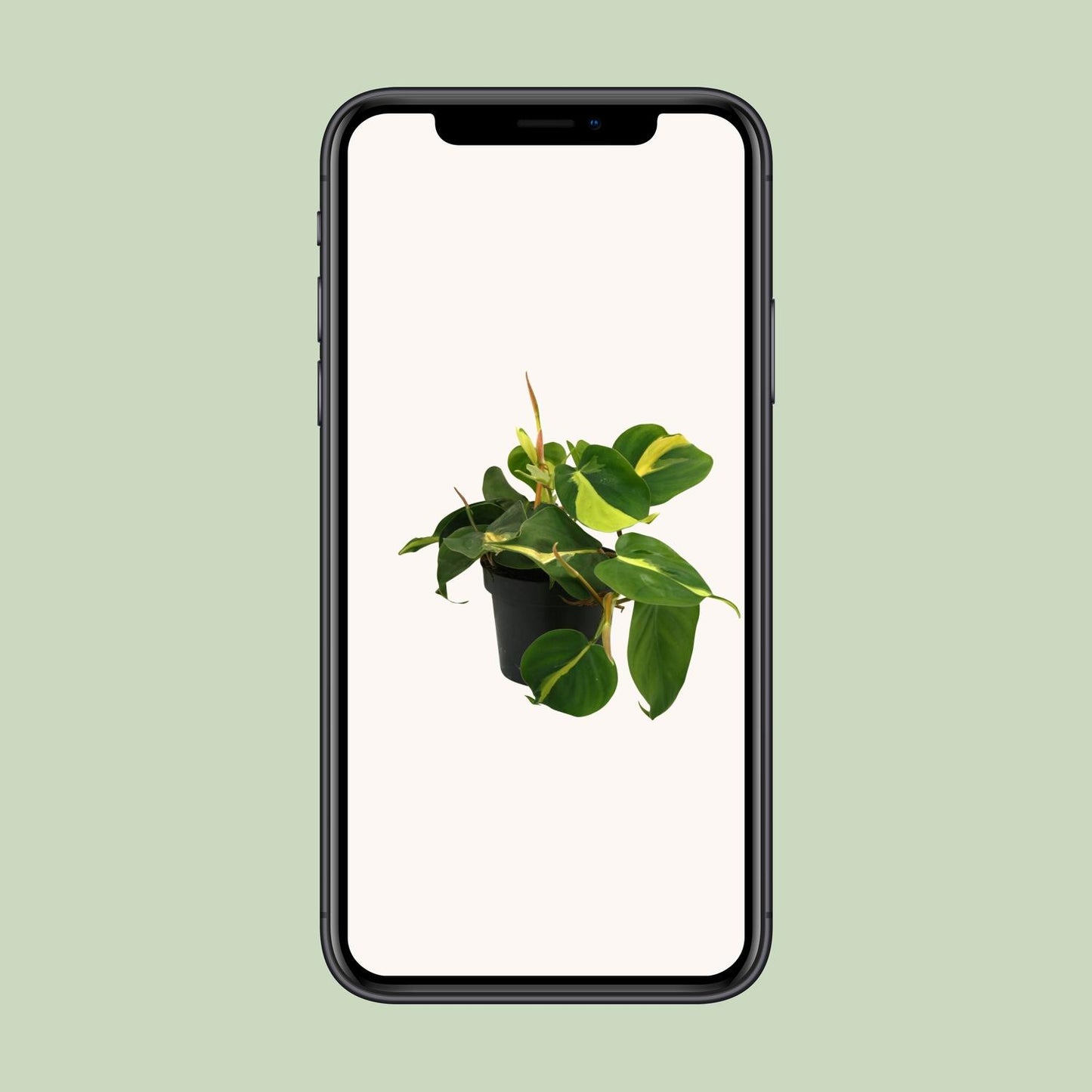 Lophospermum Brasil Scandens Ø12cm - pflanzfix24