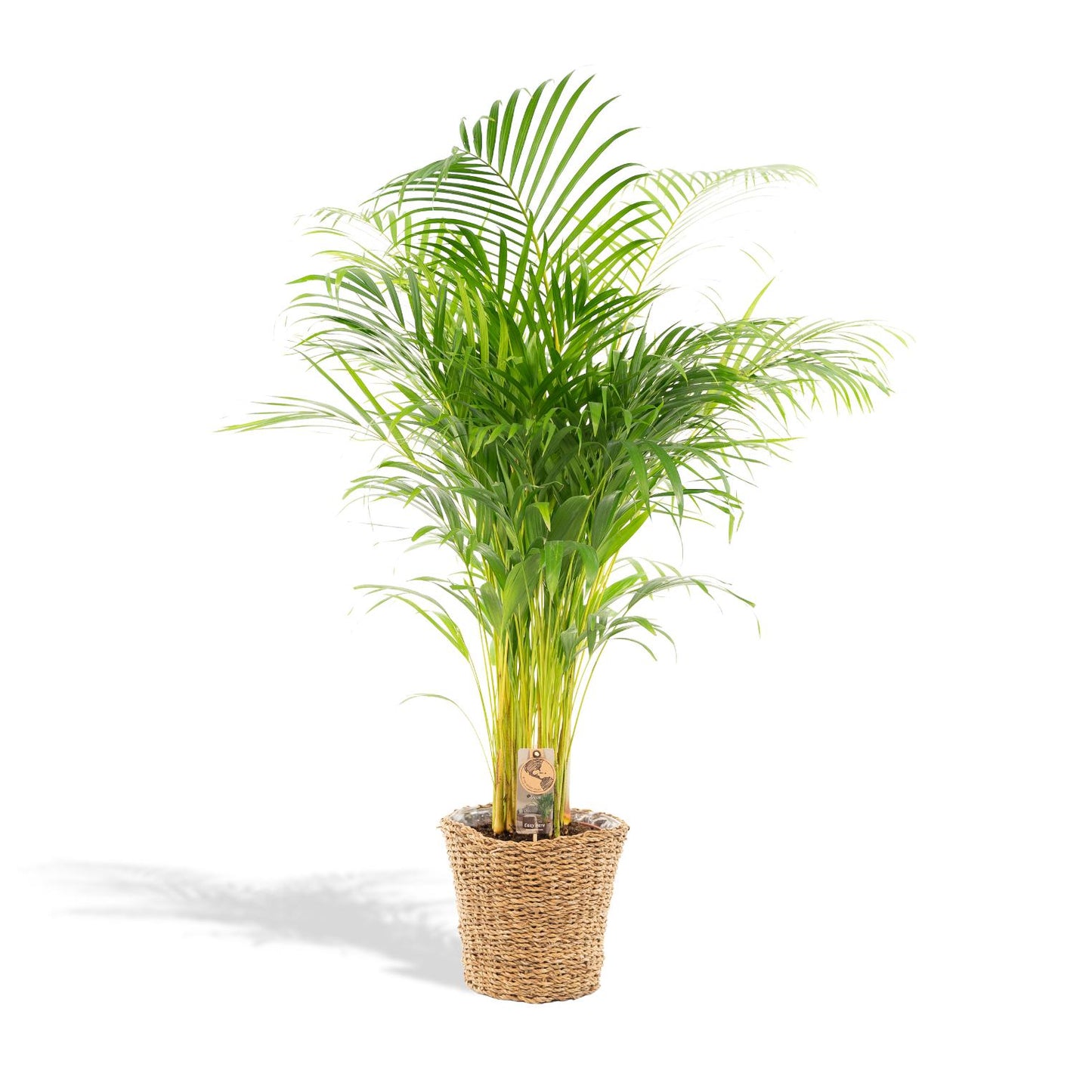 Areca-Palme mit Korb - 130cm - Pflanzfix24