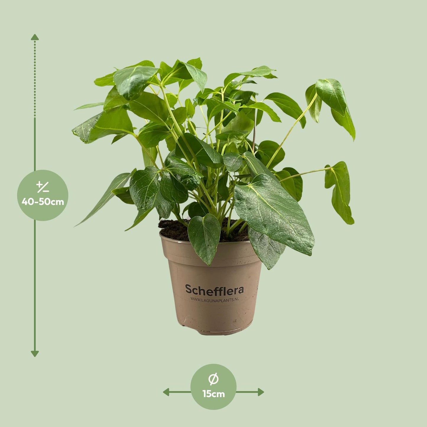 Schefflera Artinolphylla - Ø15cm - ↕45cm bei Pflanzfix24
