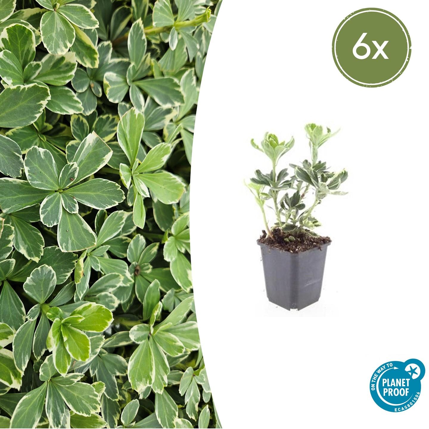6x Pachysandra terminalis 'Variegata' - ↕10-25cm - Ø9cm - Pflanzfix24.de - Pflanzfix24.de