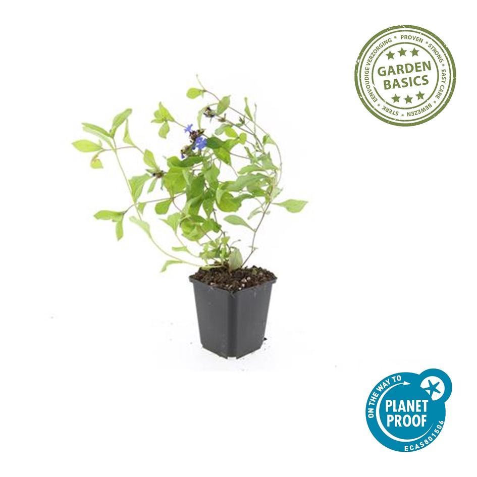 20x Ceratostigma plumbaginoides Bodendecker | Pflanzfix24.de - Pflanzfix24.de