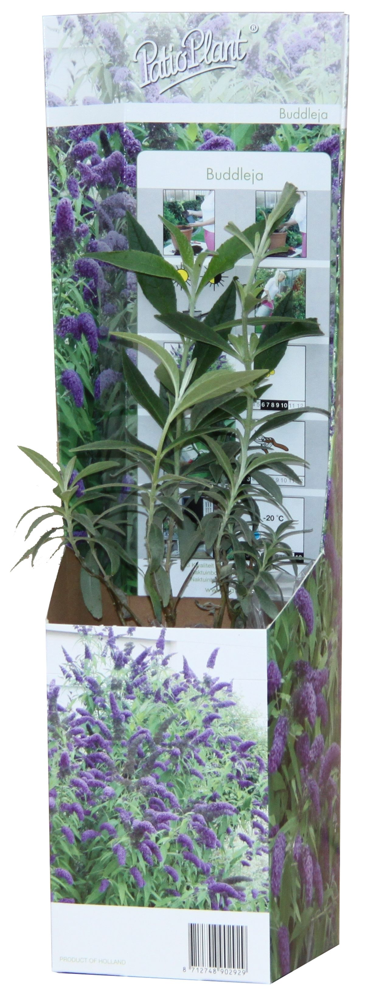 20x Buddleja Davidii Mix - Pflanzfix24