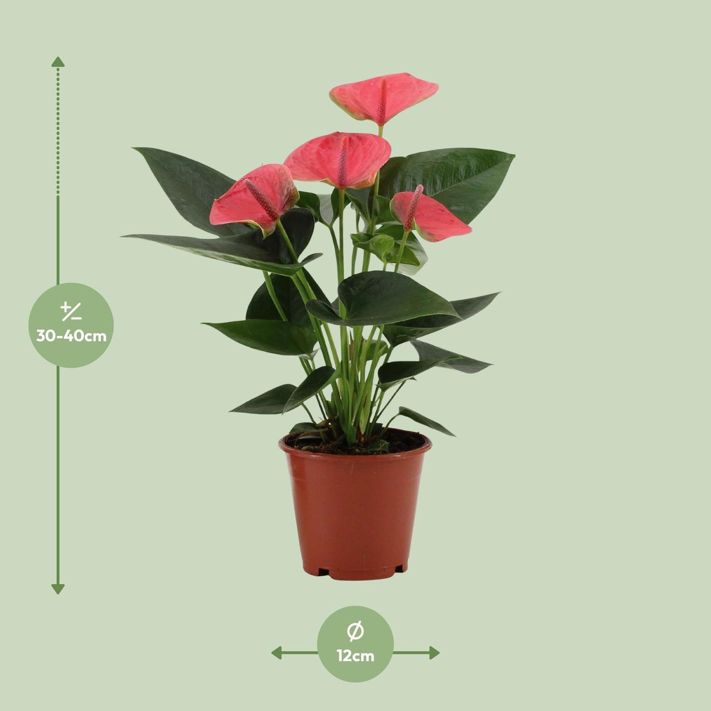 Anthurium Sweet Dream - Ø12cm - ↕36cm - Pflanzfix24
