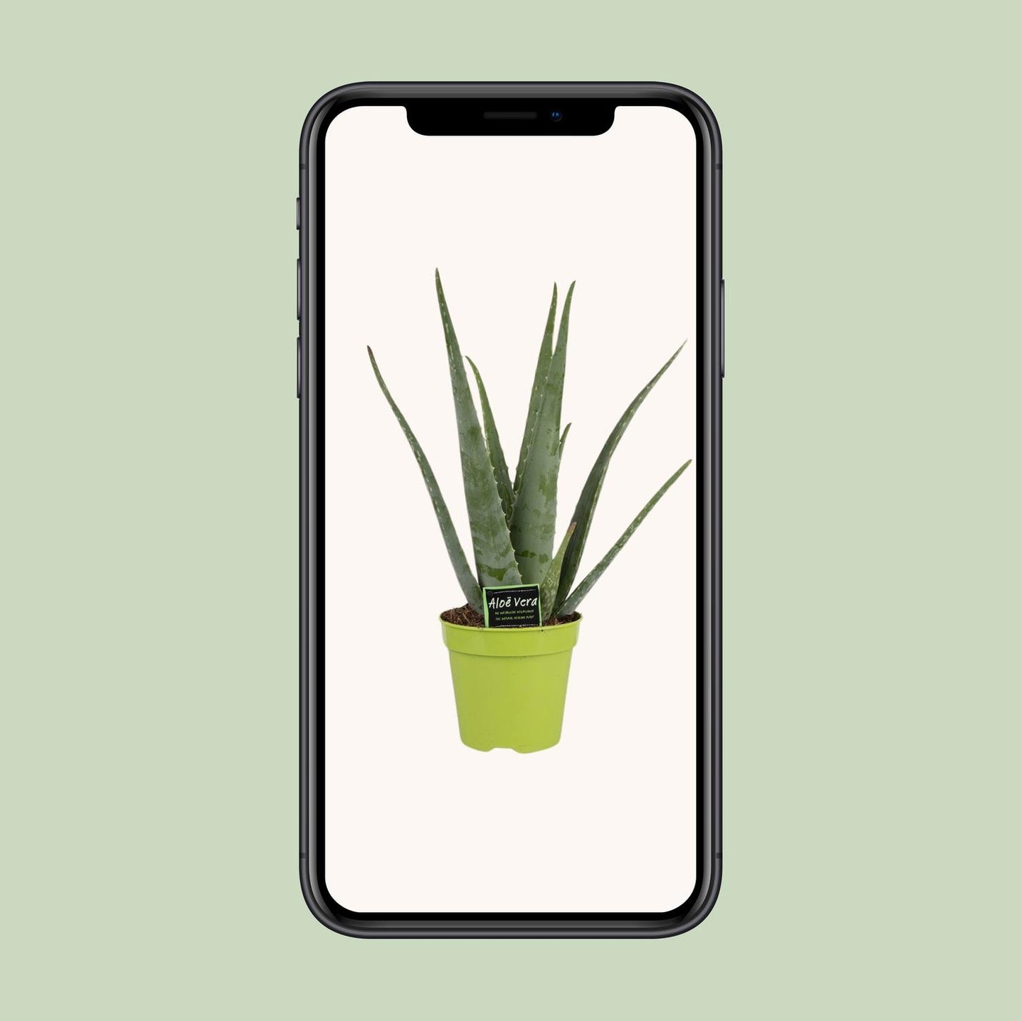 Aloe Vera - Ø15cm - ↕65cm bei Pflanzfix24
