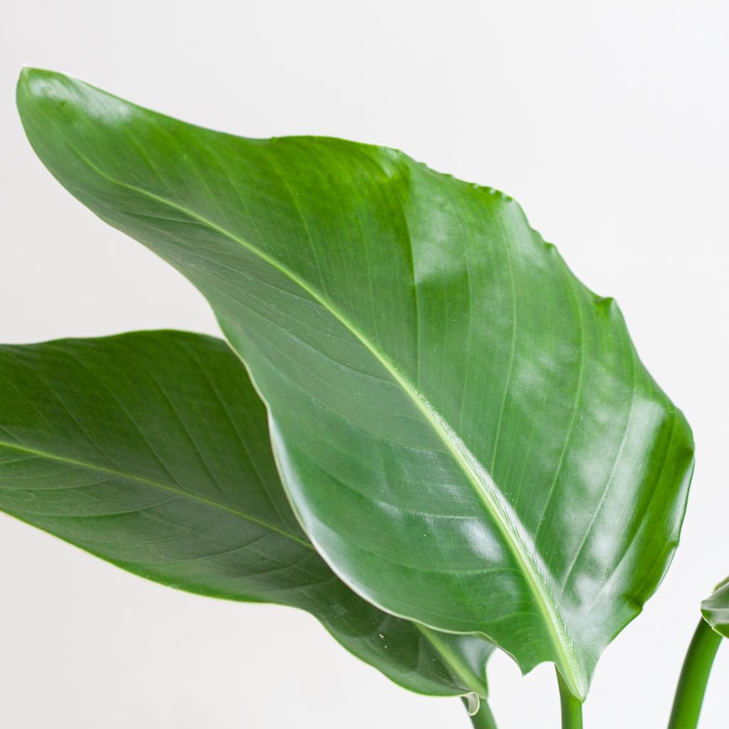 Strelitzia Nicolai 80 cm Ø21 mit Korb Sofia natur | Pflanzfix24.de - Pflanzfix24.de