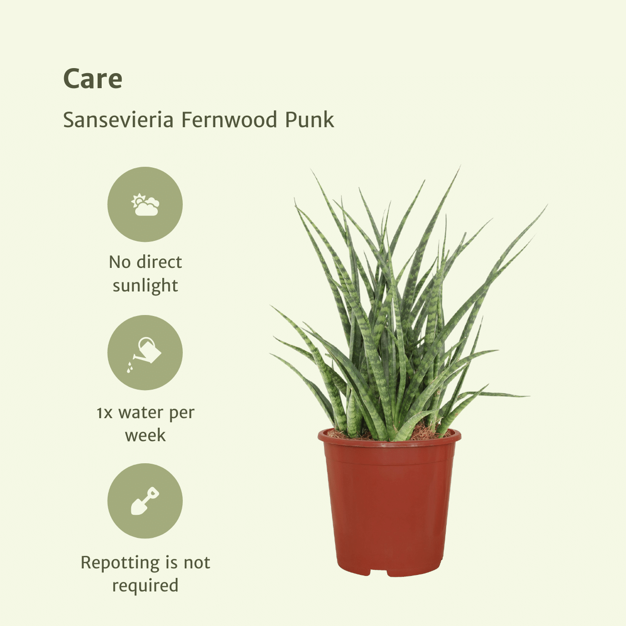 Sansevieria Fernwood Punk (Frauenzunge) - 2 Stücke - Ø12cm - ↕30cm - Pflanzfix24