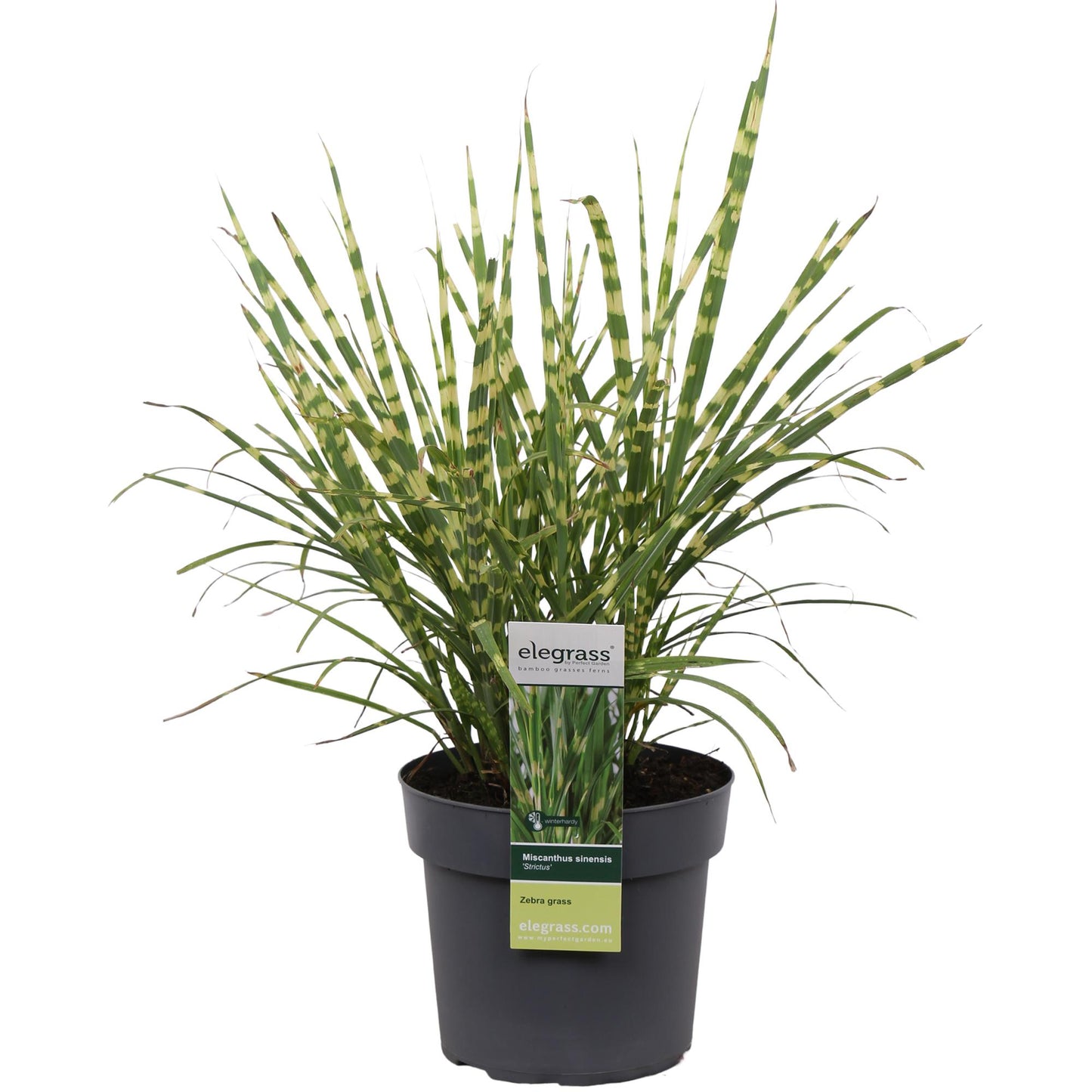 Miscanthus sinensis Strictus Zebra Gras Ø23cm | Pflanzfix24.de - Pflanzfix24.de