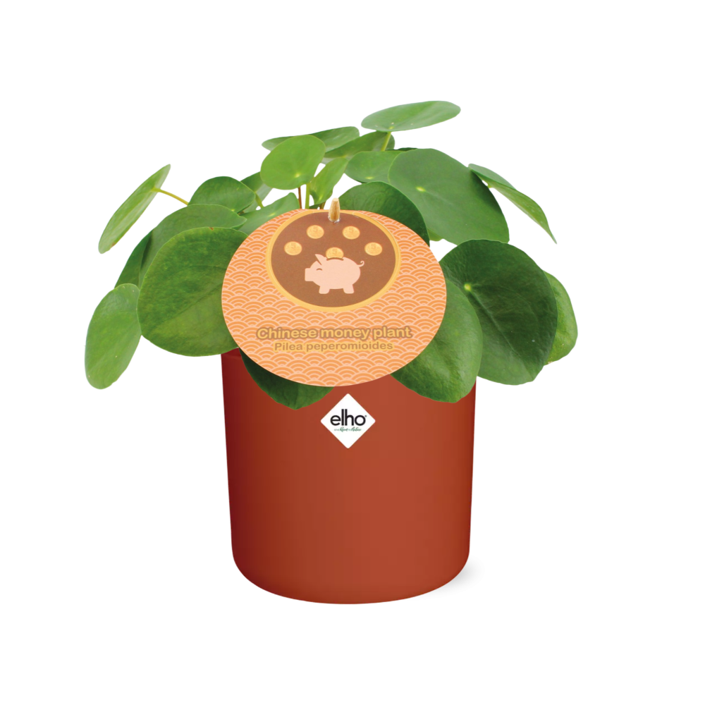 Pilea Peperomioides 12cm in ELHO b.for soft rond 14cm brique - Pflanzfix24