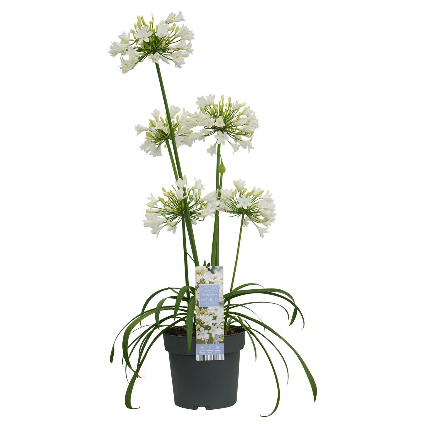 Agapanthus 'Ever White' - Ø19cm - ↕30cm - Pflanzfix24.de - Pflanzfix24.de