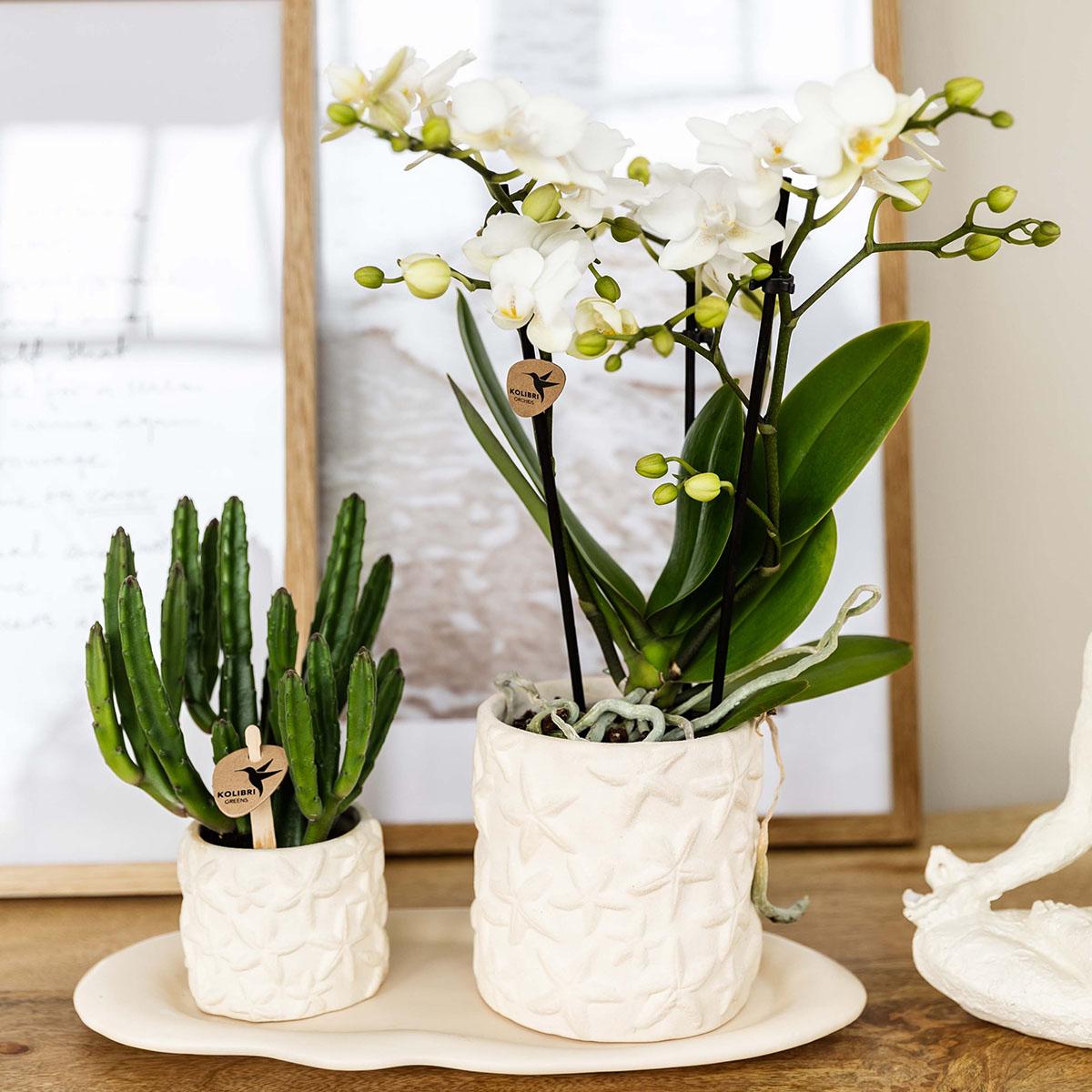 Star Fish Dekotopf Off White Ø9cm – Kolibri Home | Pflanzfix24.de - Pflanzfix24.de