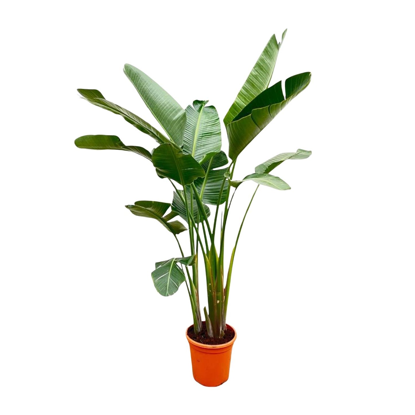 Strelitzia Augusta de luxe XXL 250 cm Ø38 – Weiße Paradiesvogel Pflanze | Pflanzfix24.de - Pflanzfix24.de