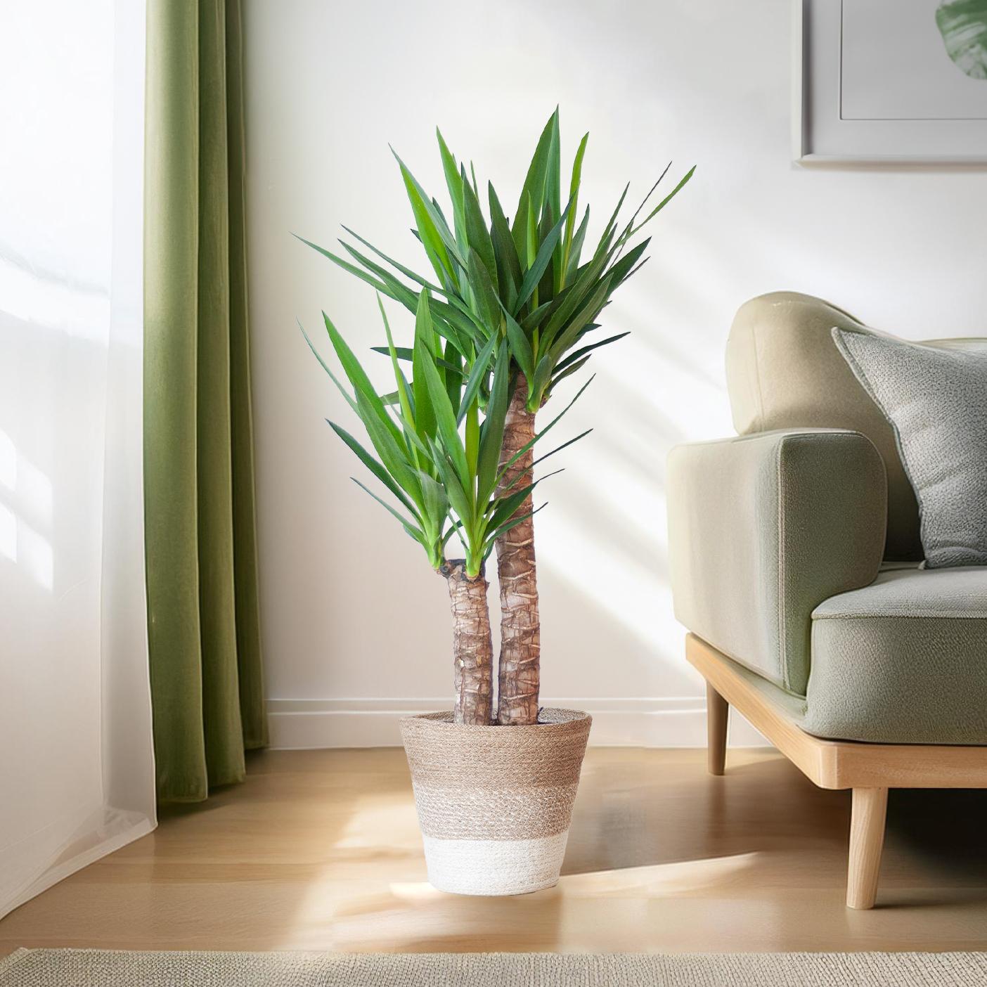 Yucca Elephantipes 90cm mit weißem Korb - pflanzfix24