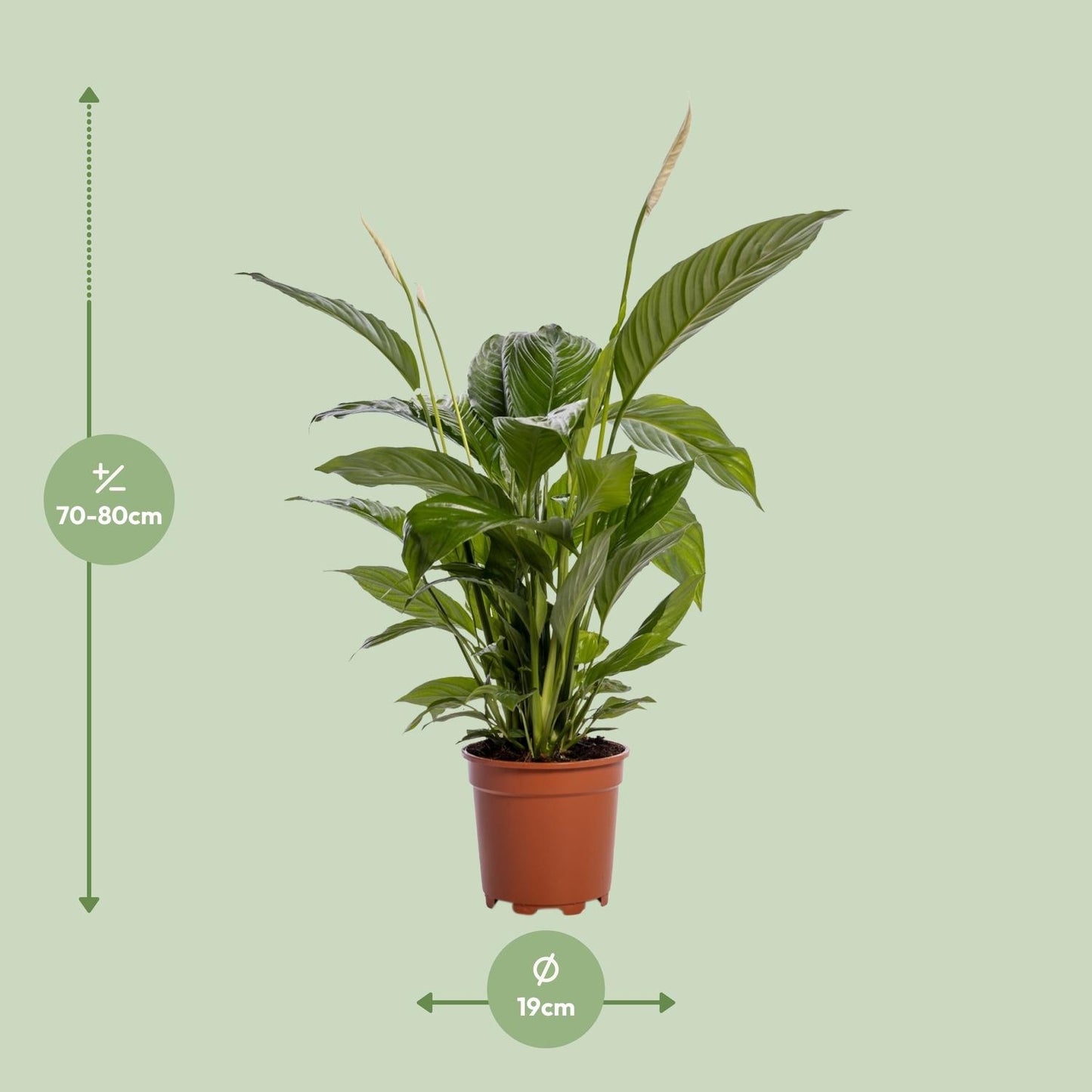 Spathiphyllum Bingo Cupido 80 cm – Friedenslilie – Pflanzfix24.de - Pflanzfix24.de
