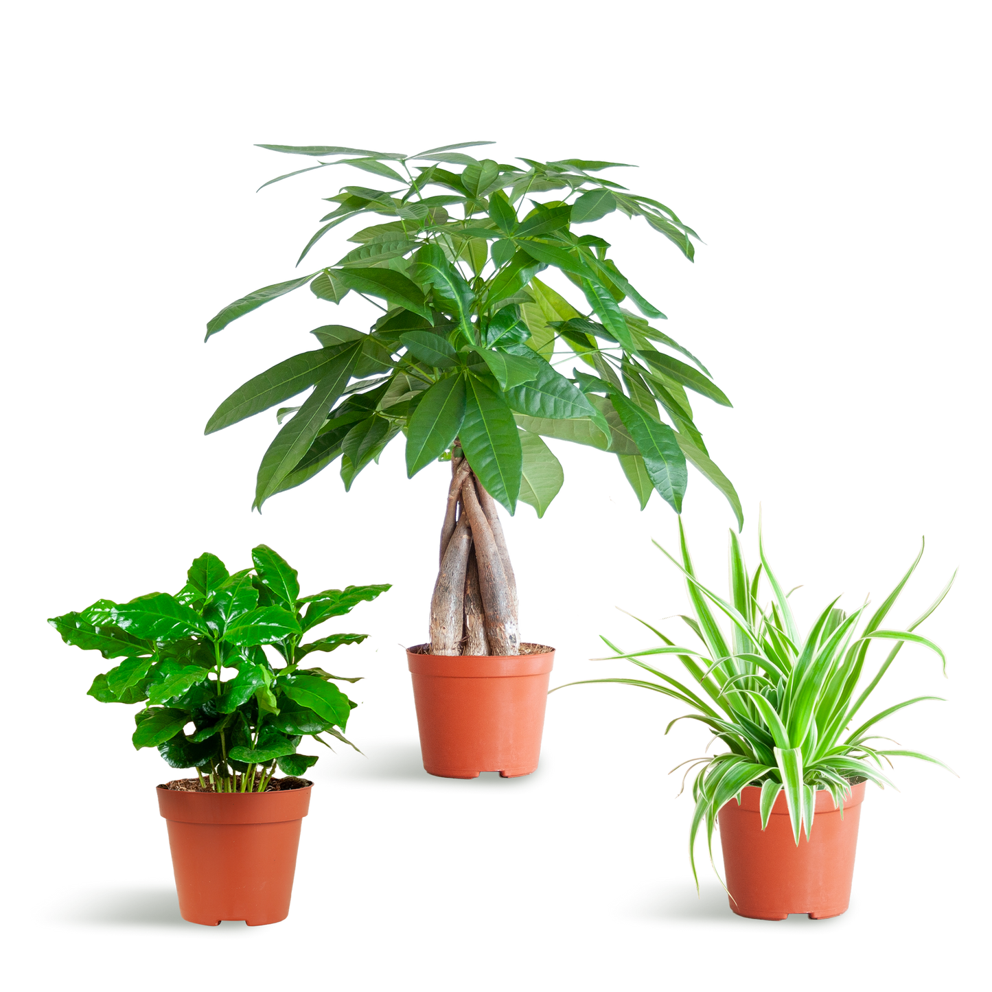 Tierfreundliche Plant Box klein ohne Dekotopf Ø12 | Pflanzfix24.de - Pflanzfix24.de