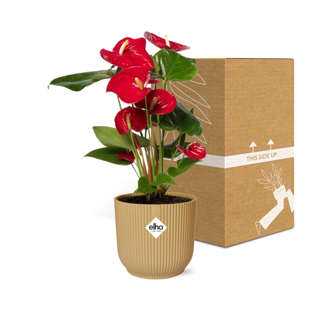 Anthurium Red 12cm in ELHO Vibes Fold 14cm geel - Pflanzfix24