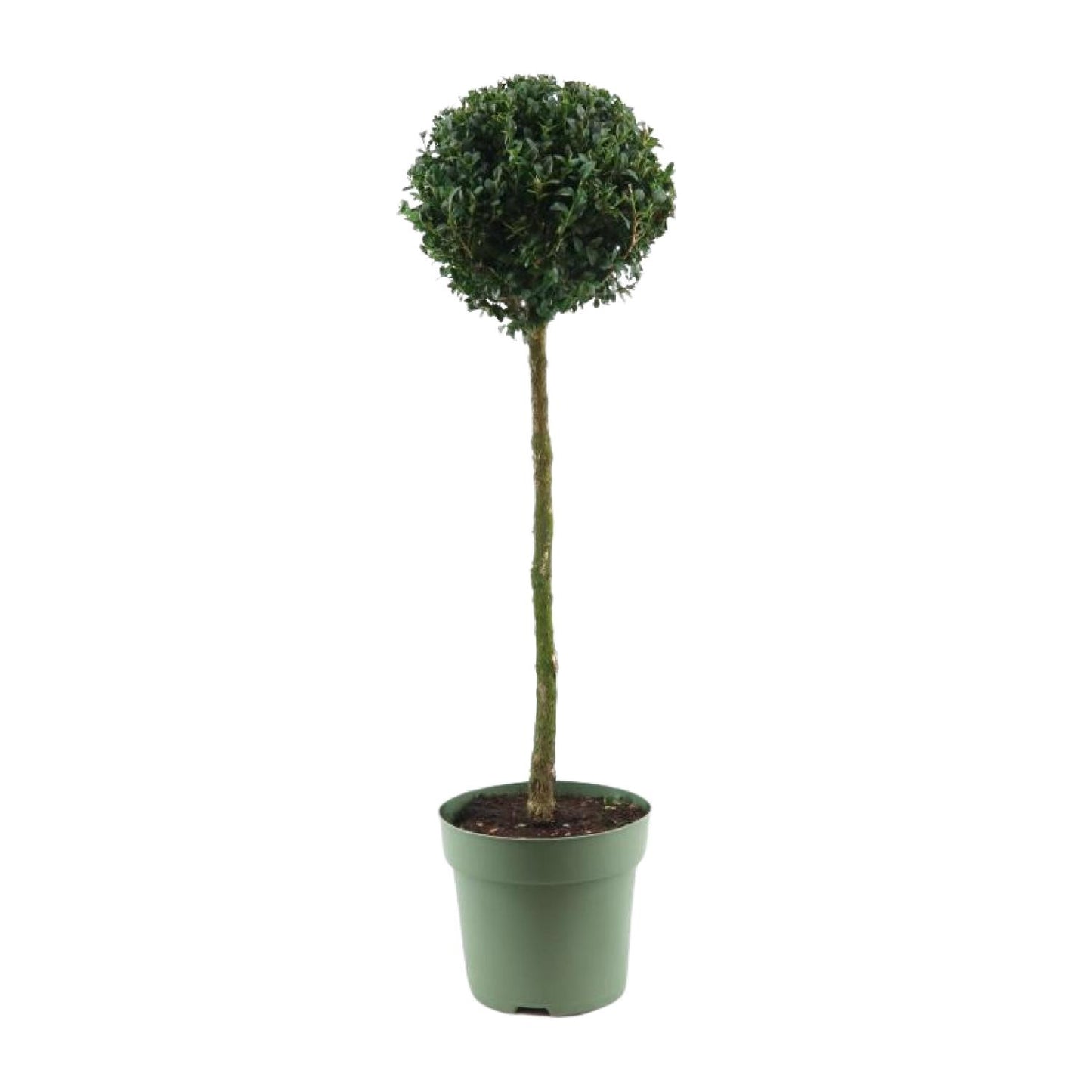 Buxus Semp. Mono-Ball - Ø23cm - ↕85cm - Pflanzfix24