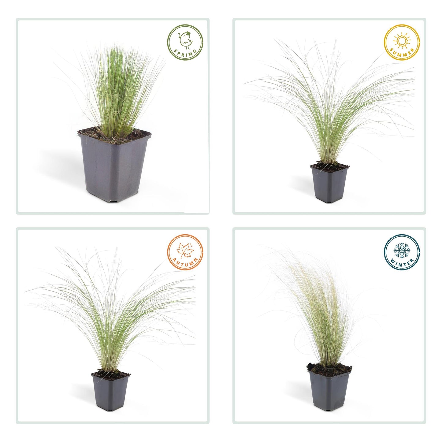 40x Stipa tenuissima 'Ponytails' - ↕10-25cm - Ø9cm - Pflanzfix24.de - Pflanzfix24.de