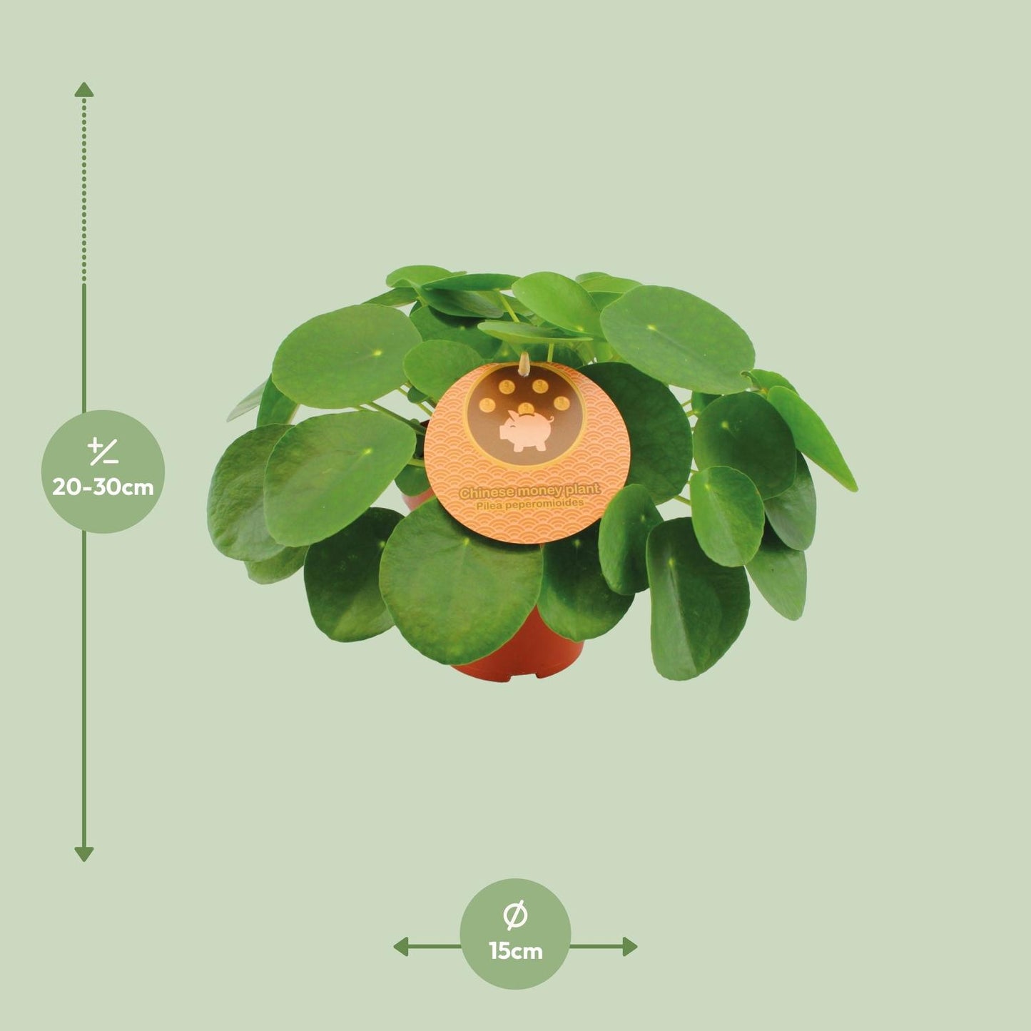 Pilea Peperomioides Ø15cm, 30cm Höhe – Zimmerpflanze | Pflanzfix24.de - Pflanzfix24.de