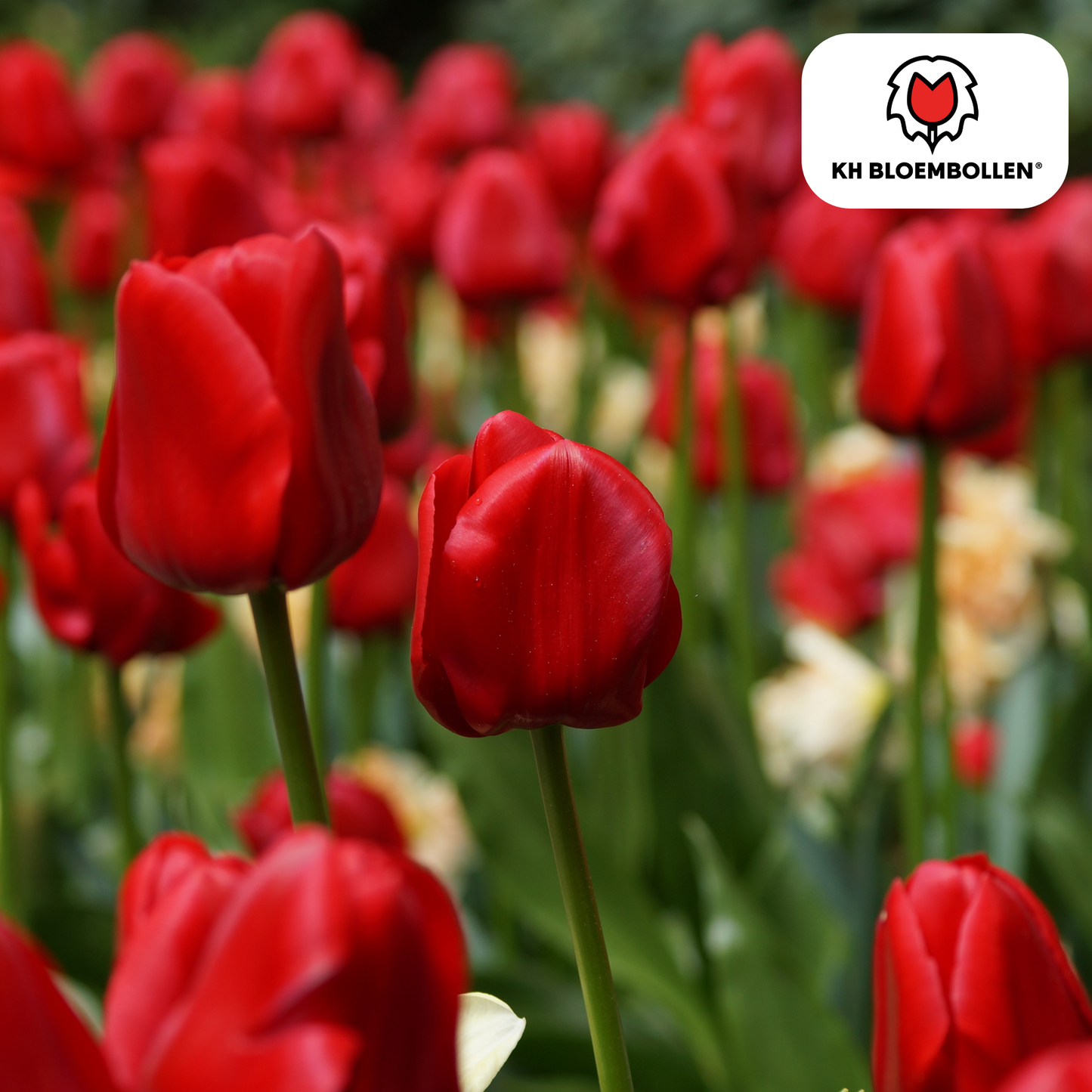 Tulpenbollen Ile de France – 20 Stuks | KH Bloembollen® - Pflanzfix24