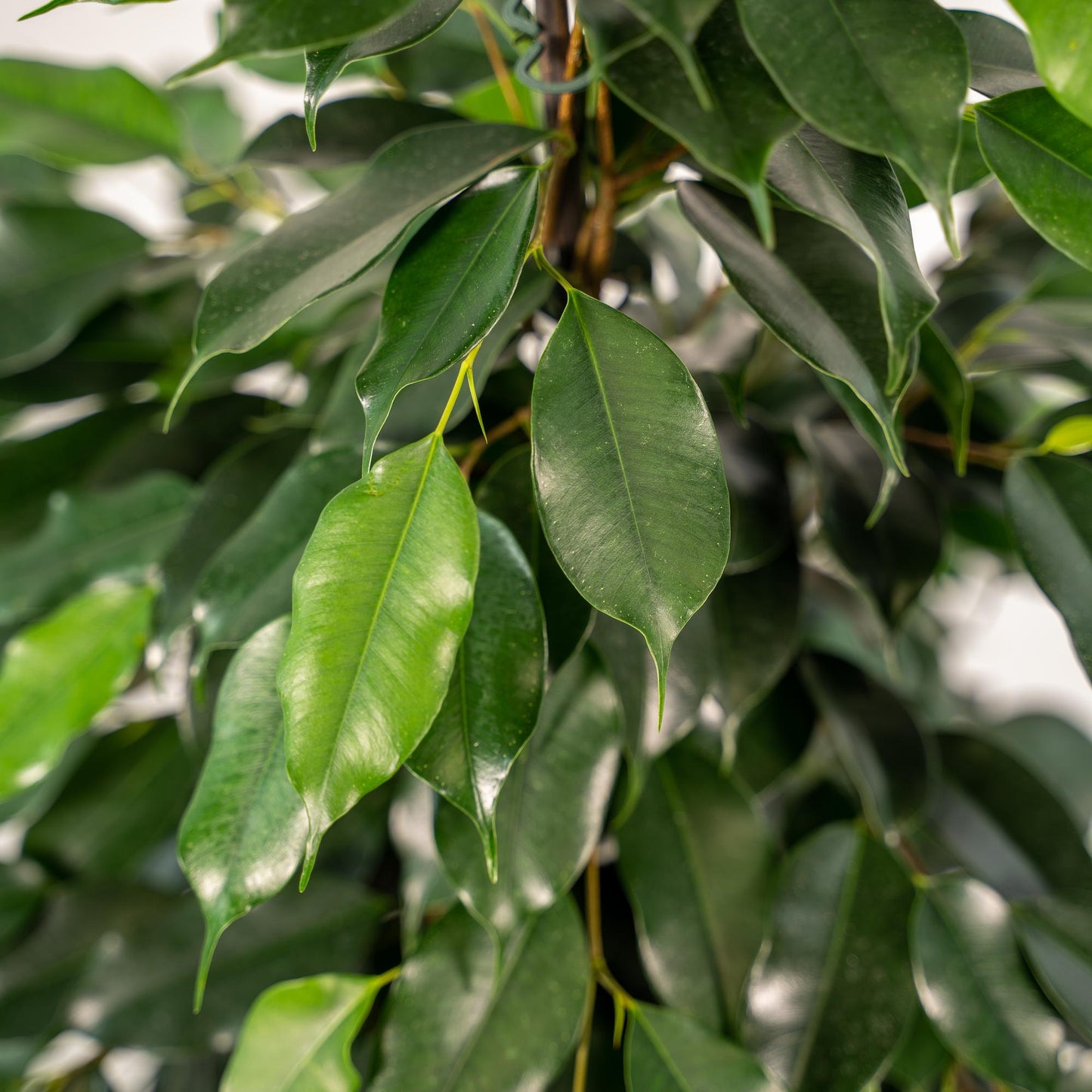 Ficus Benjamina Danielle - Ø21cm - ↕95cm + Topf Mayk Lead - Pflanzfix24.de - Pflanzfix24.de