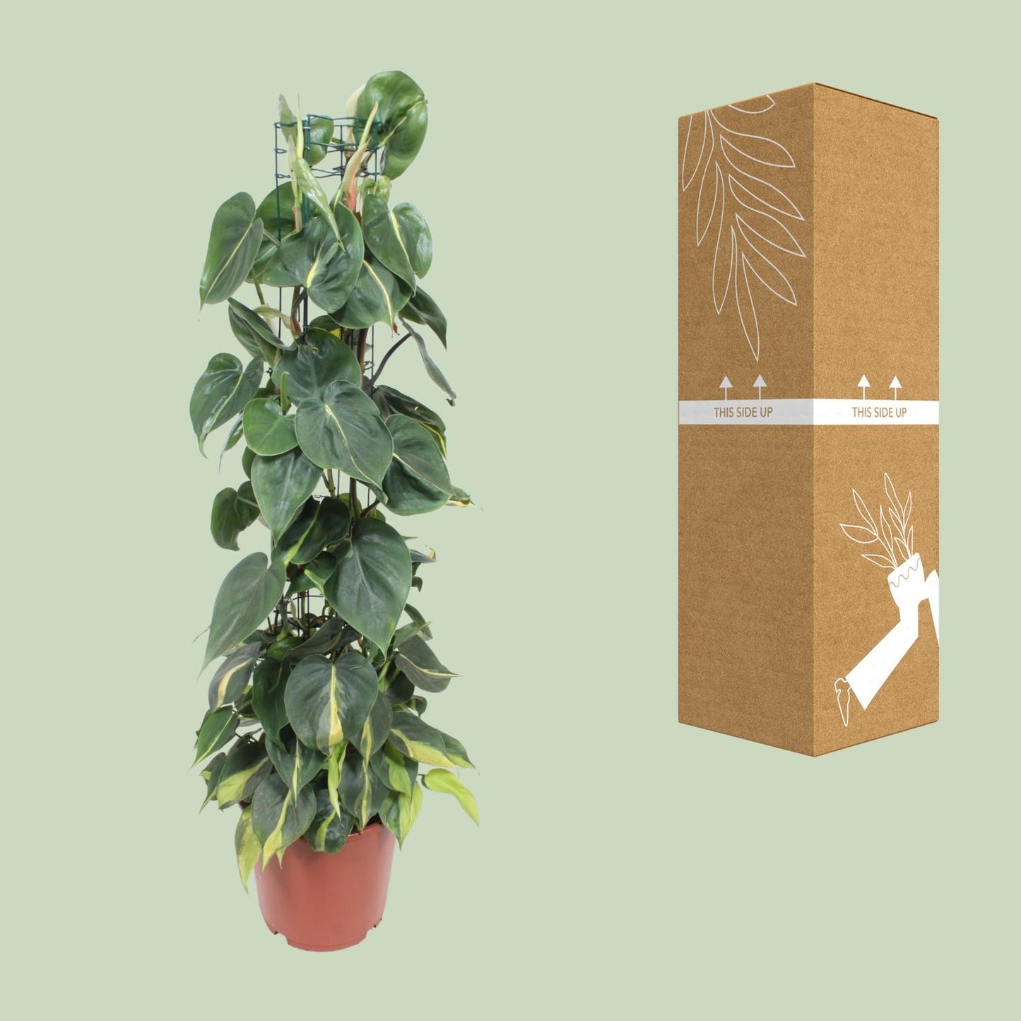 Philodendron Scandens Brasil 120cm Ø24cm | Pflanzfix24.de - Pflanzfix24.de