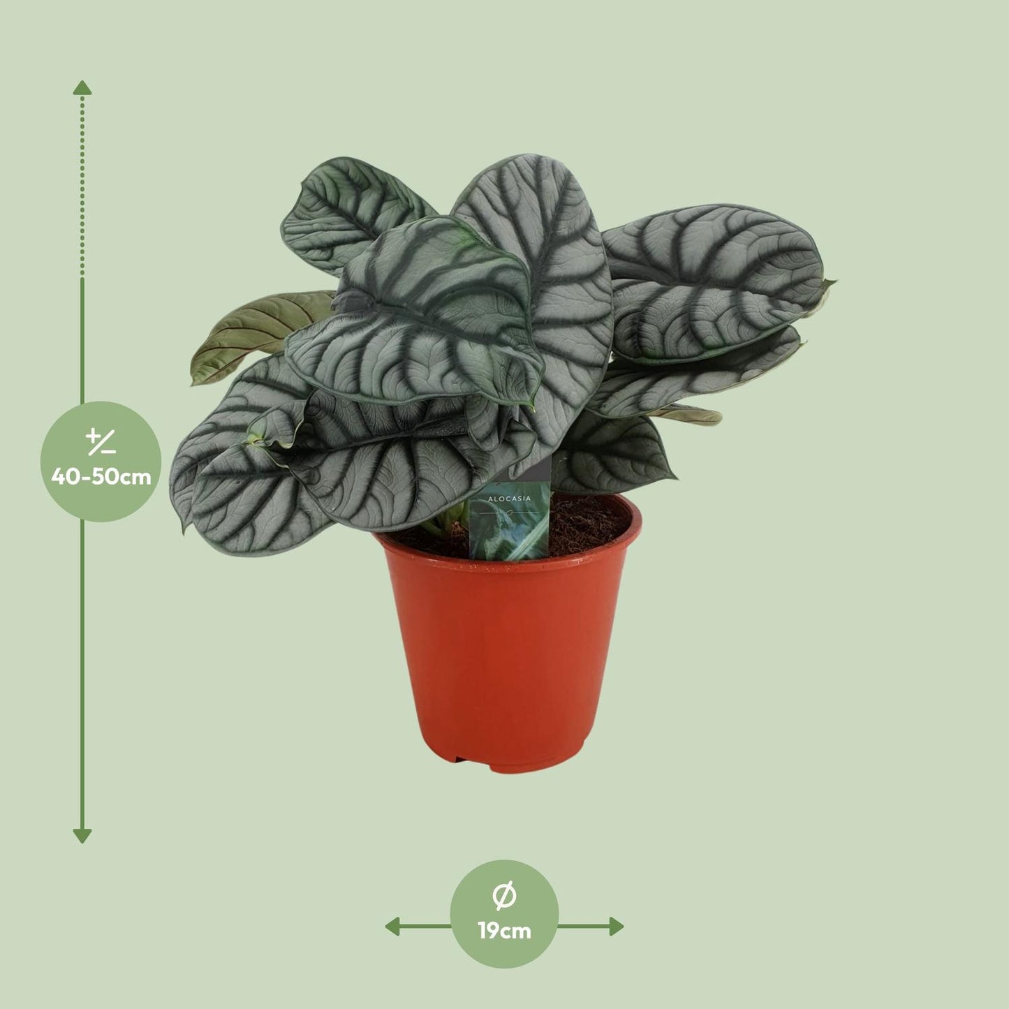 Alocasia Silver Dragon - Ø19cm - ↕45cm von Pflanzfix24