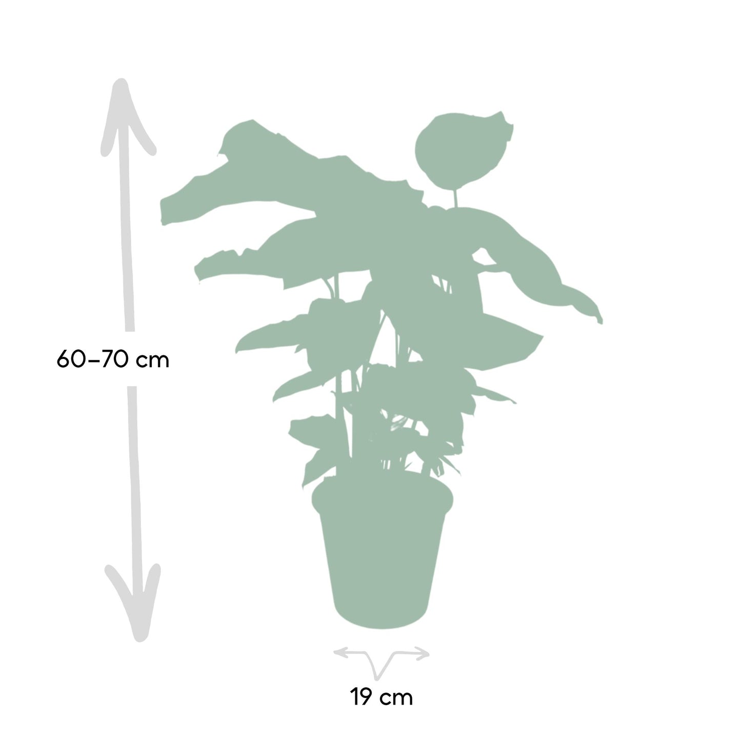 Calathea Whitestar - pflanzfix24