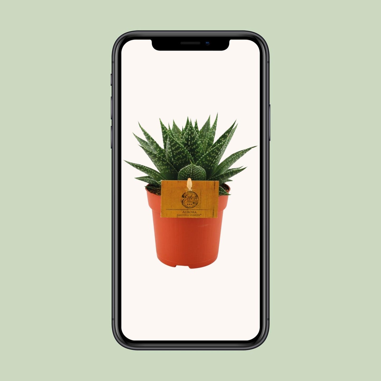 Gasteria Hybride Aurora - Ø11cm - Pflanzfix24.de - Pflanzfix24.de