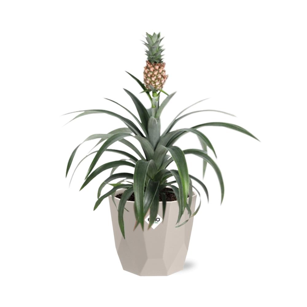 Ananas Mi Amigo in ELHO b.for rock 14 cm warm grey - Pflanzfix24