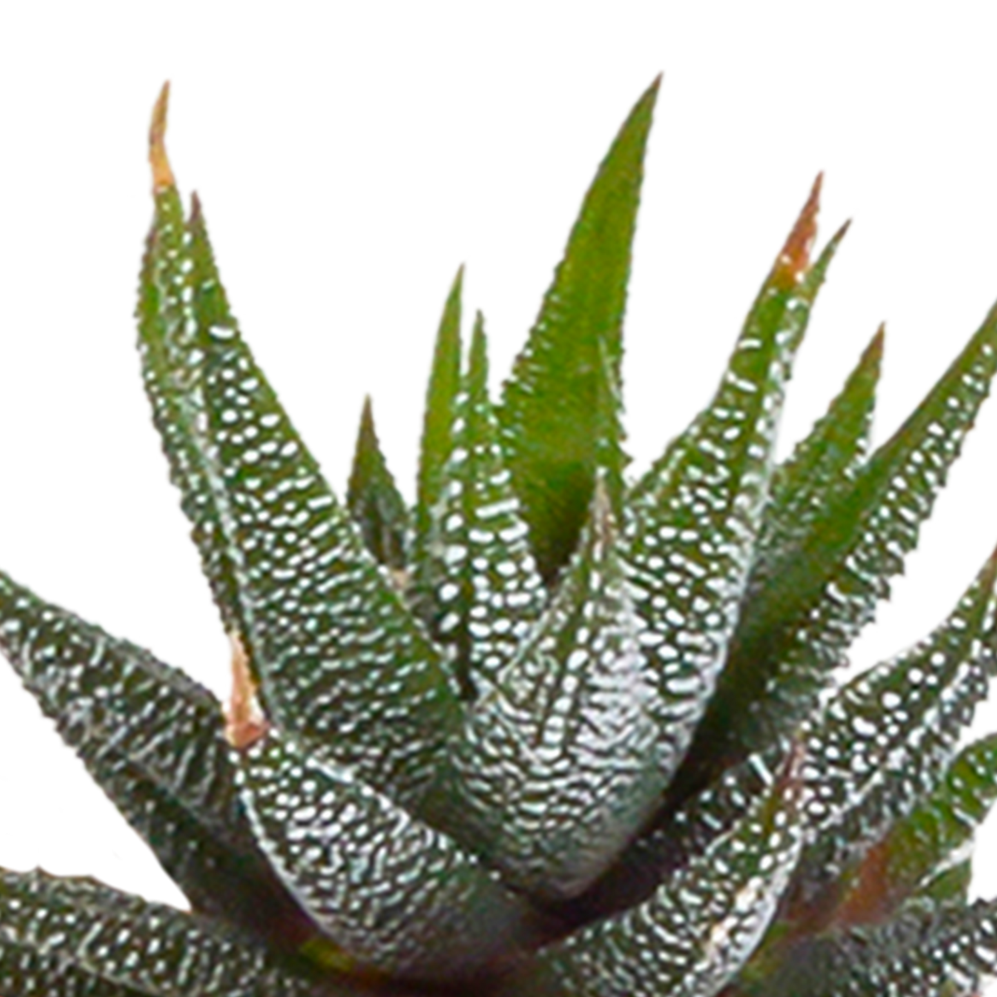 Cactus en vetplanten Mischung 5,5 cm | 15 stück - in witte pot - Pflanzfix24.de - Pflanzfix24.de