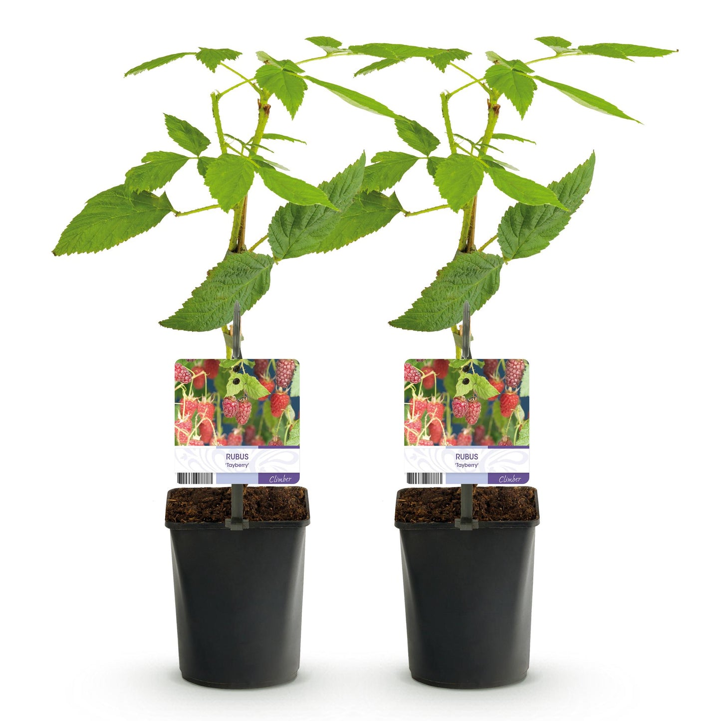GreenboutiQ - Obstpflanze - Taybes - Rubus Tayberry - Rote Frucht - 2 Pflanzen - Topf 11cm Höhe 40cm - Pflanzfix24.de