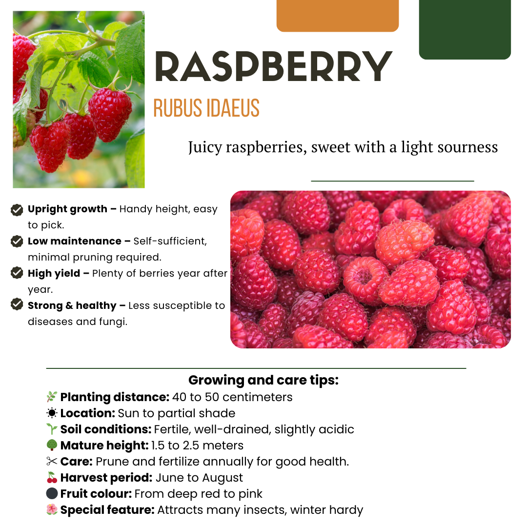 Früchte-Party BIO Beeren-Set – 3 Obstpflanzen | Pflanzfix24.de - Pflanzfix24.de
