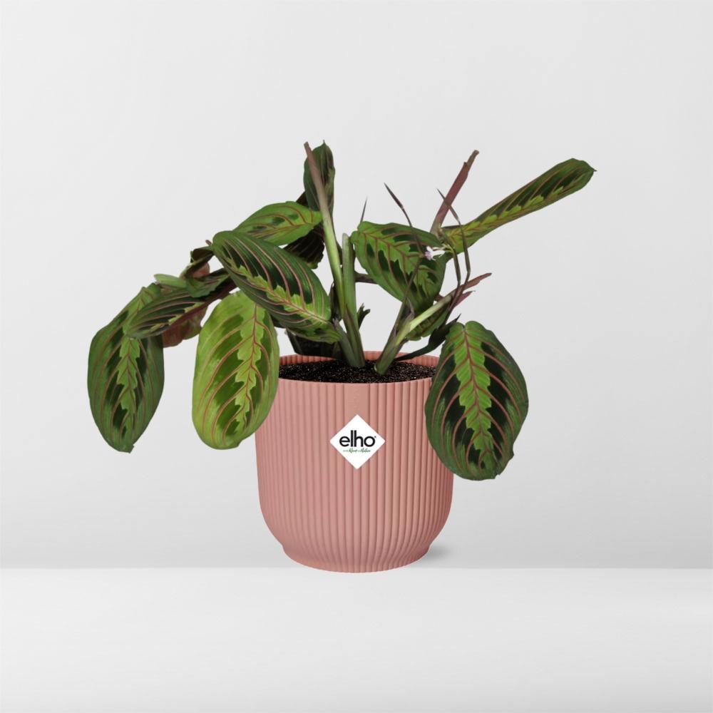 Maranta Leuconeura ‘Fascinator’ Tricolor 14cm ELHO Vibes Fold | Pflanzfix24
