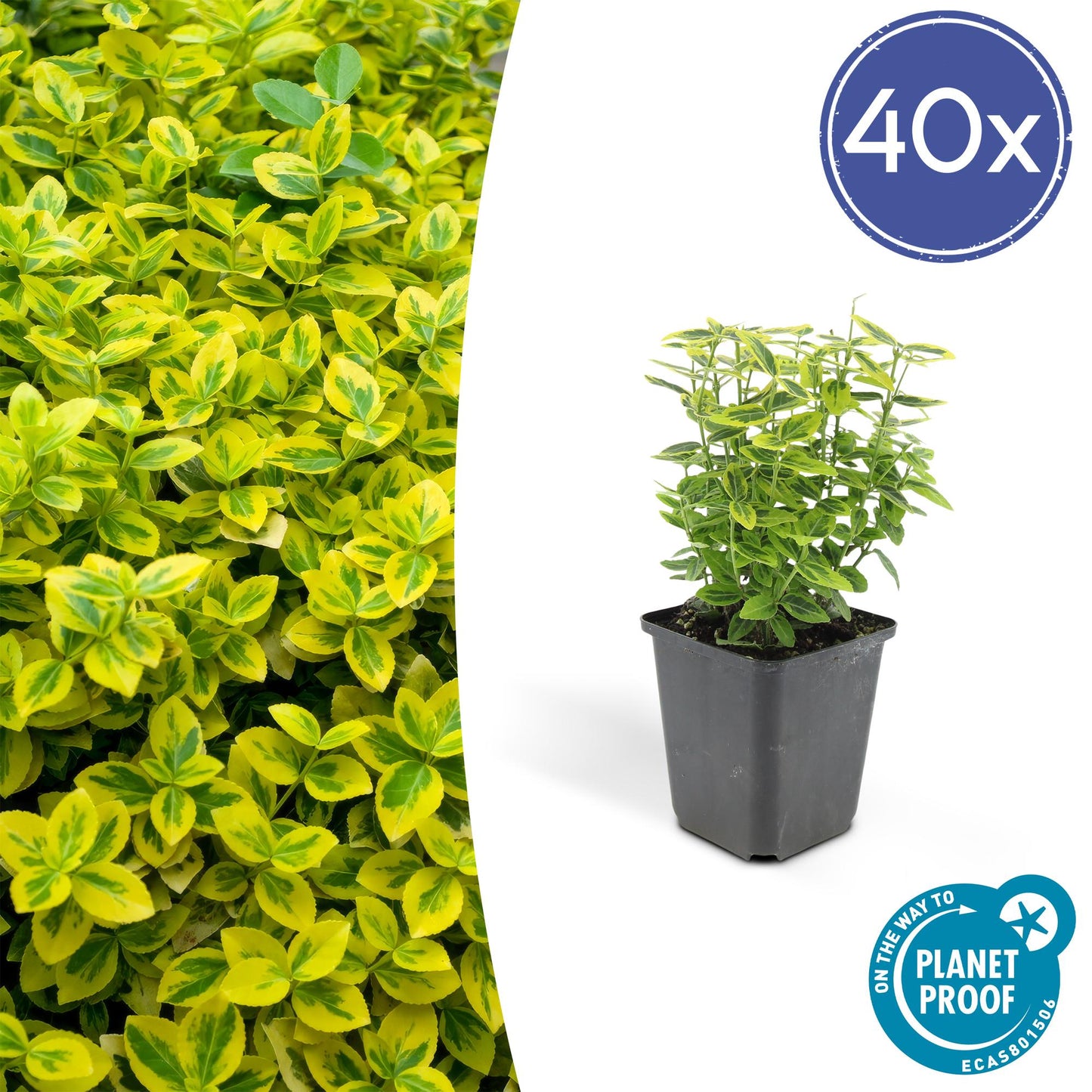 40x Euonymus fort. 'Emerald 'n Gold’ - ↕10-25cm - Ø9cm - Pflanzfix24.de - Pflanzfix24.de