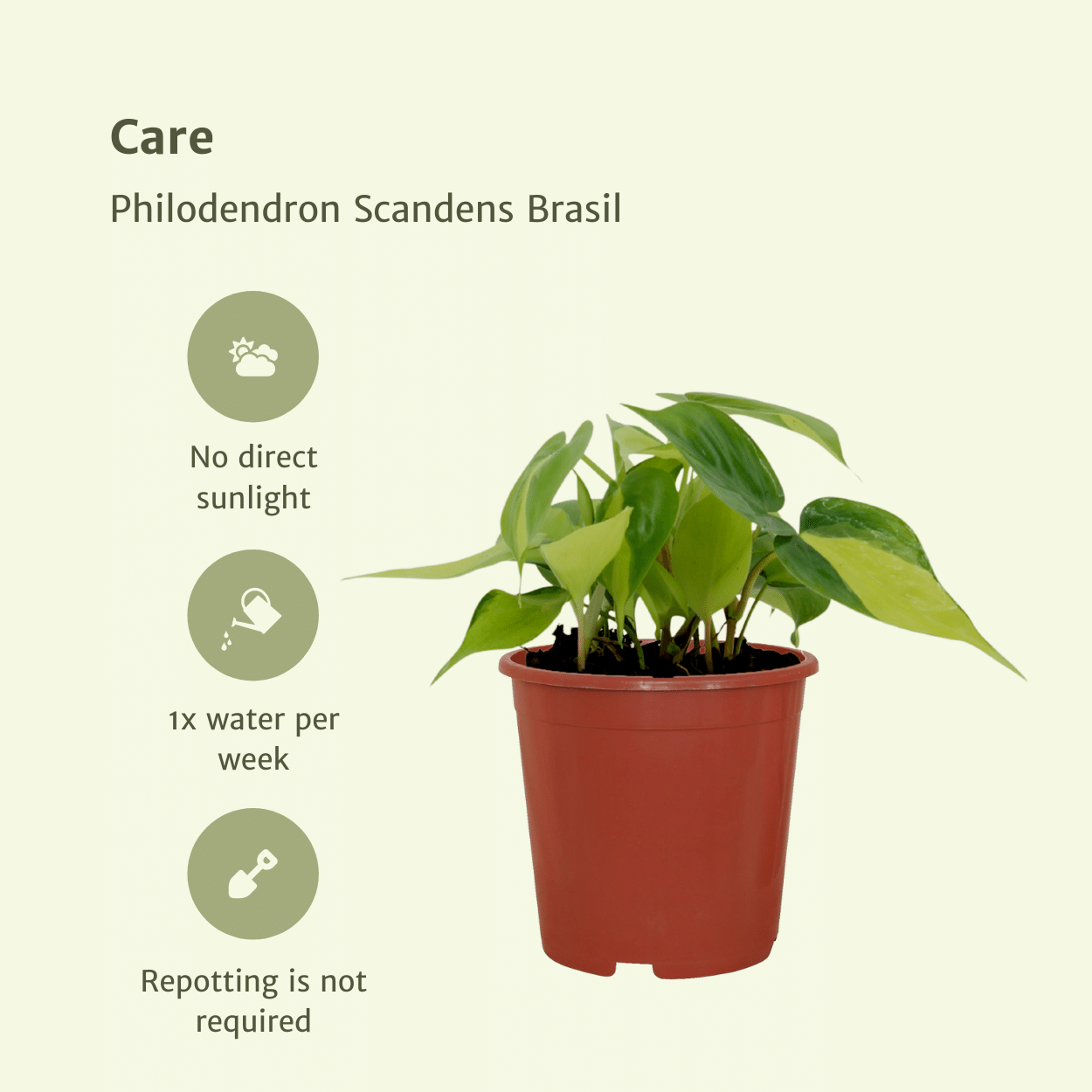 4er-Set Philodendron Scandens Brasil Ø12cm – Zimmerpflanzen | Pflanzfix24.de - Pflanzfix24.de