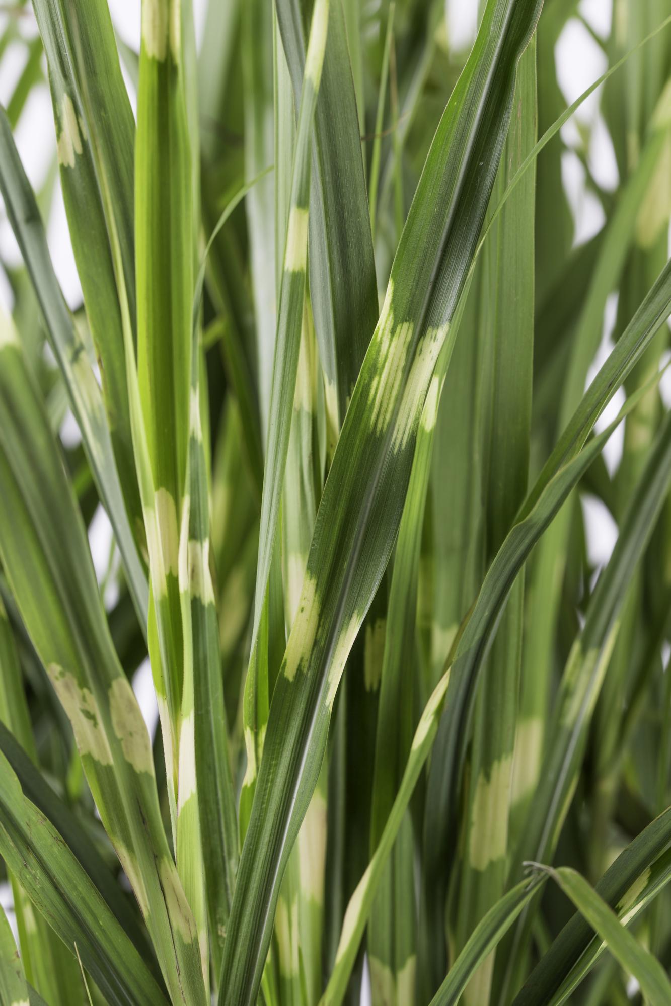 Miscanthus sinensis Strictus Zebra Gras Ø23cm | Pflanzfix24.de - Pflanzfix24.de