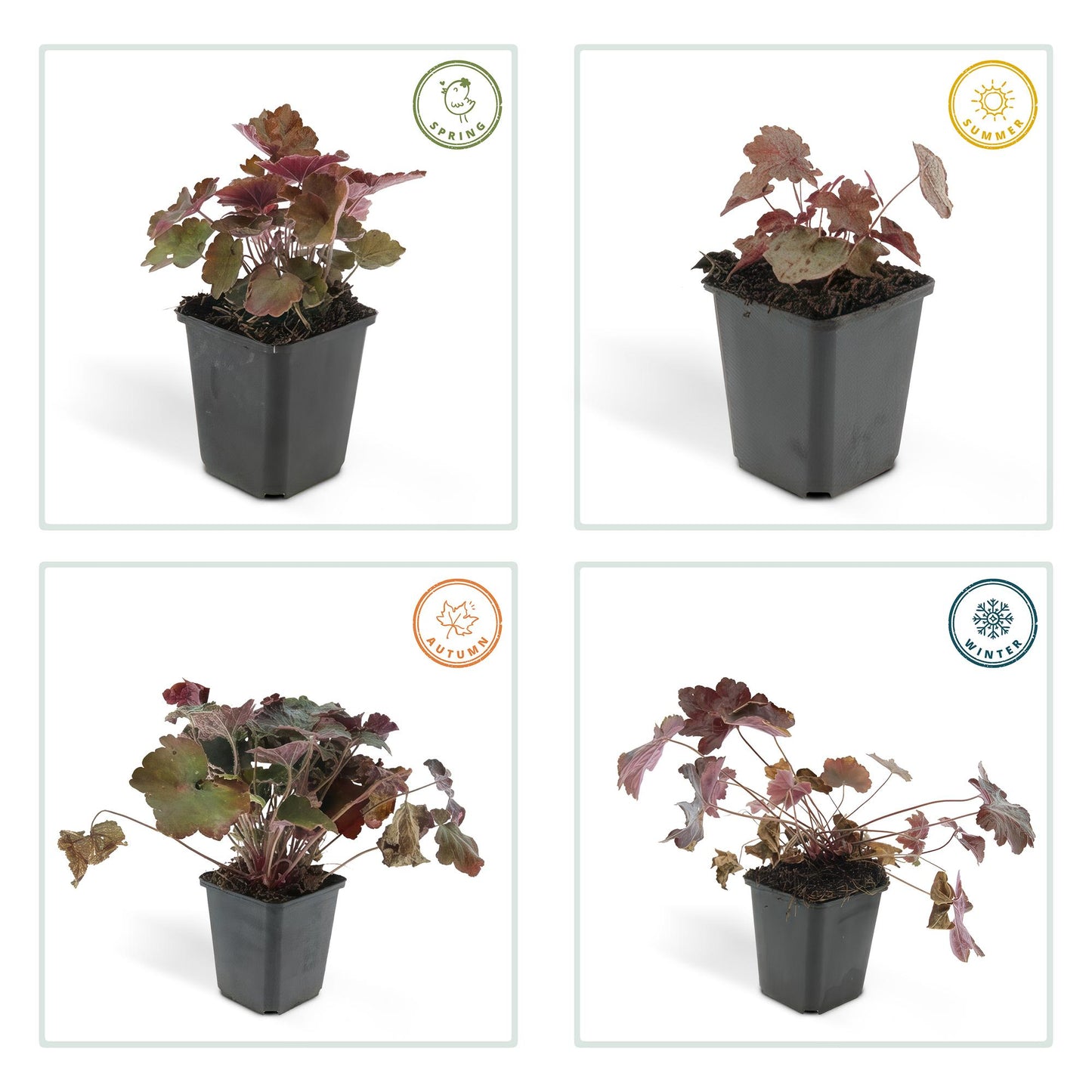 12x Heuchera ‘Palace Purple’ Ø9cm | Dunkelrote Blätter | Pflanzfix24.de - Pflanzfix24.de