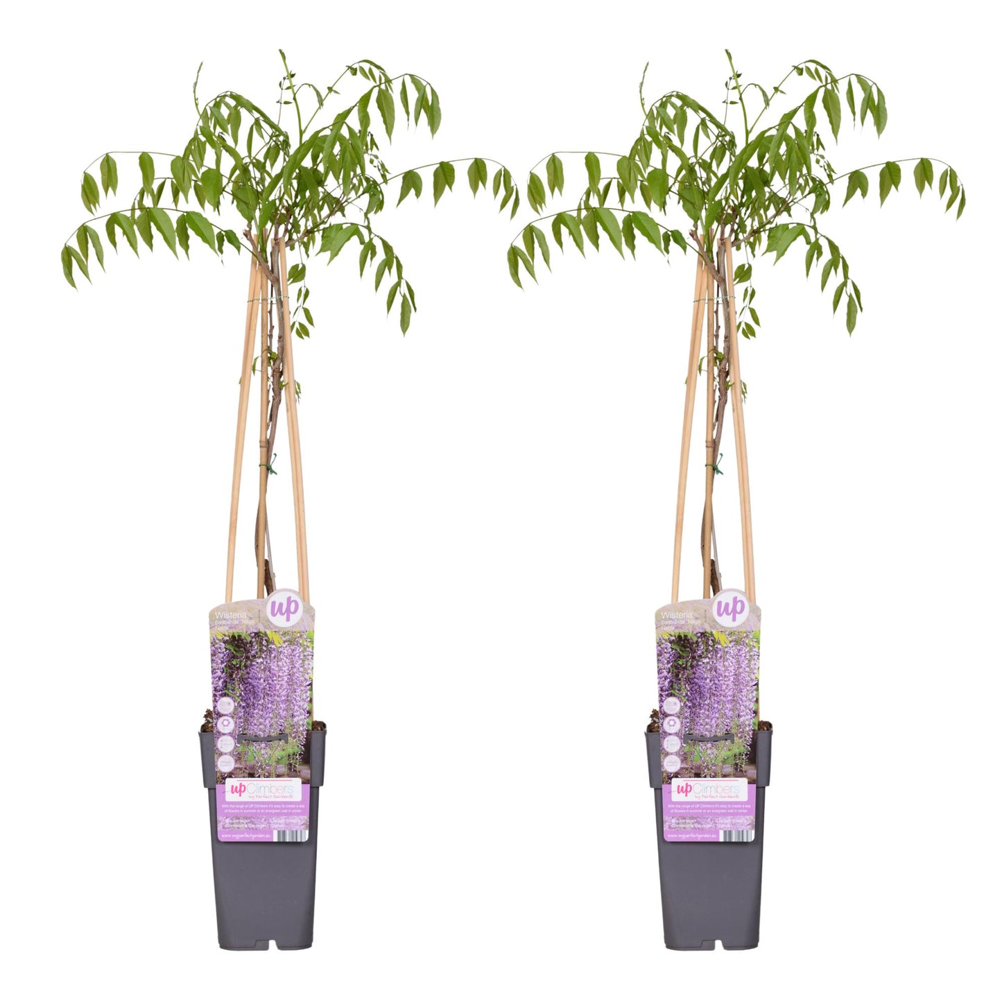 2x - Wisteria floribunda 'Naga Noda' - ↨65cm - Ø15 - Pflanzfix24.de - Pflanzfix24.de