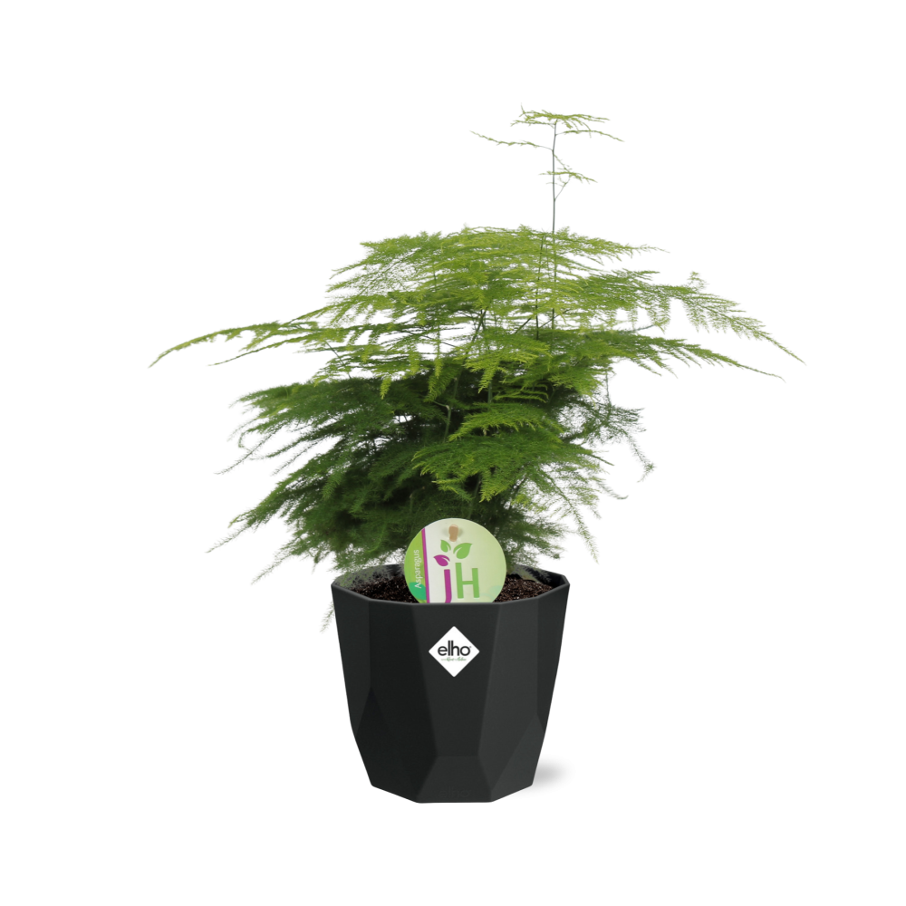 Asparagus Fern 'Plumosus' - 14cm Pot - Pflanzfix24