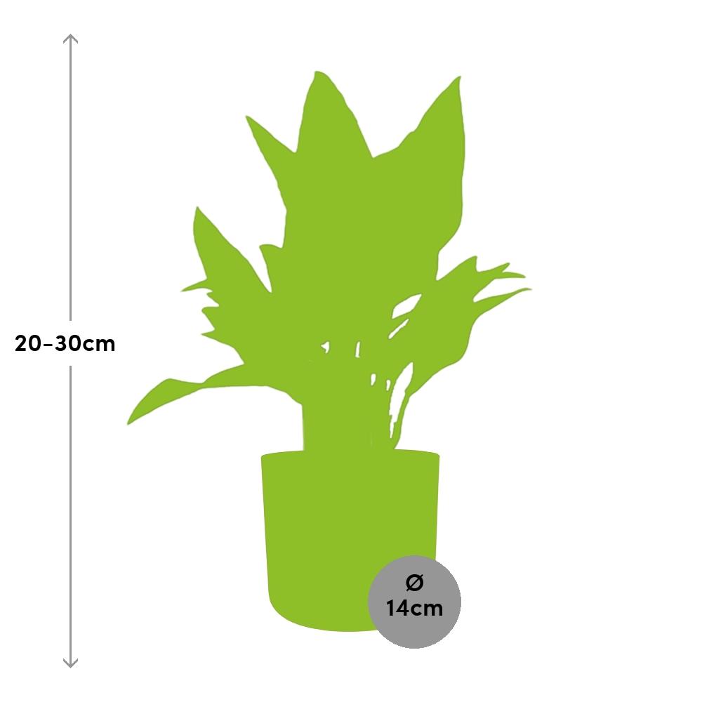 Aglaonema Maria in ELHO b.for soft rond 14cm brique - Pflanzfix24