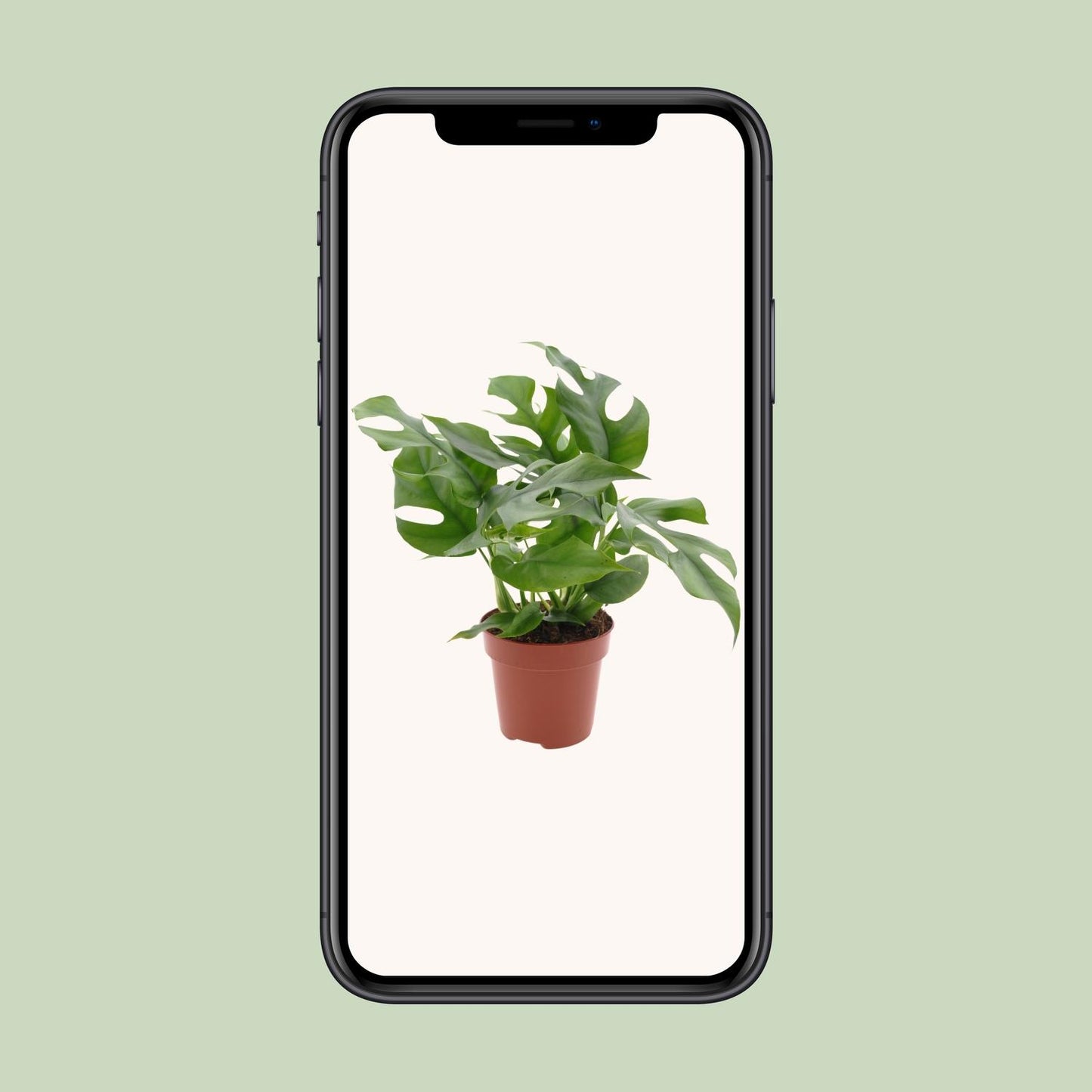Monstera Minima Ø12cm – Schweizer Käse Pflanze | Pflanzfix24