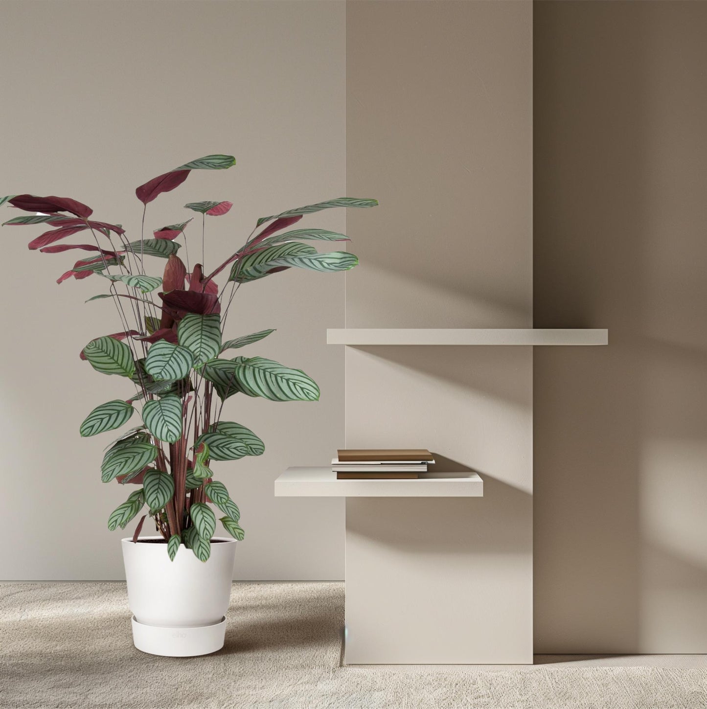 Calathea Oppenheimiana - 130 cm - ø27 bei Pflanzfix24.de - Pflanzfix24.de