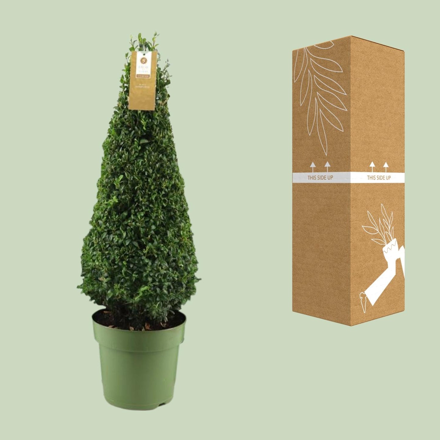 Buxus Semp. Pyramid 55cm P21 - Ø21cm - ↕75cm bei Pflanzfix24